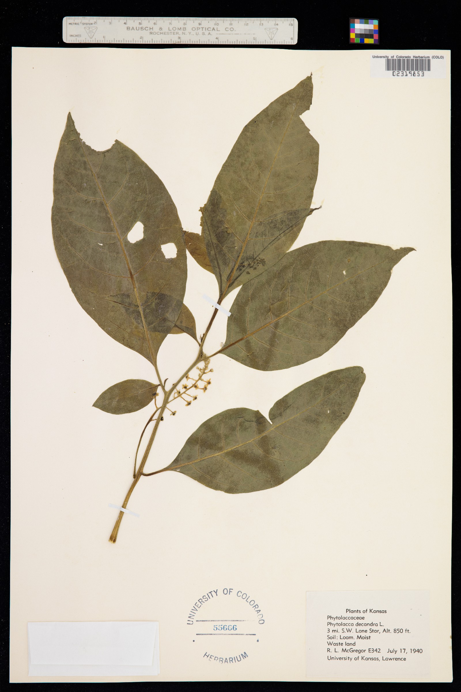 Phytolacca americana image