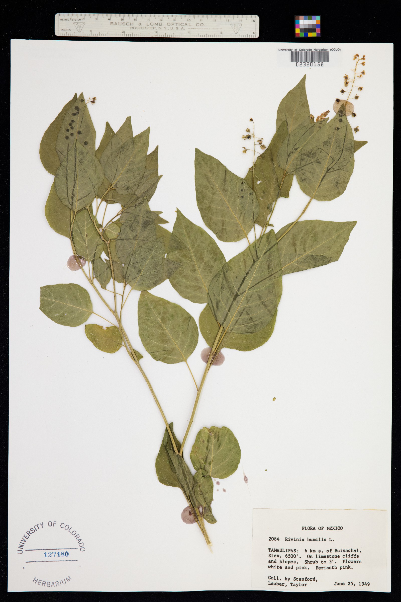 Rivina humilis image