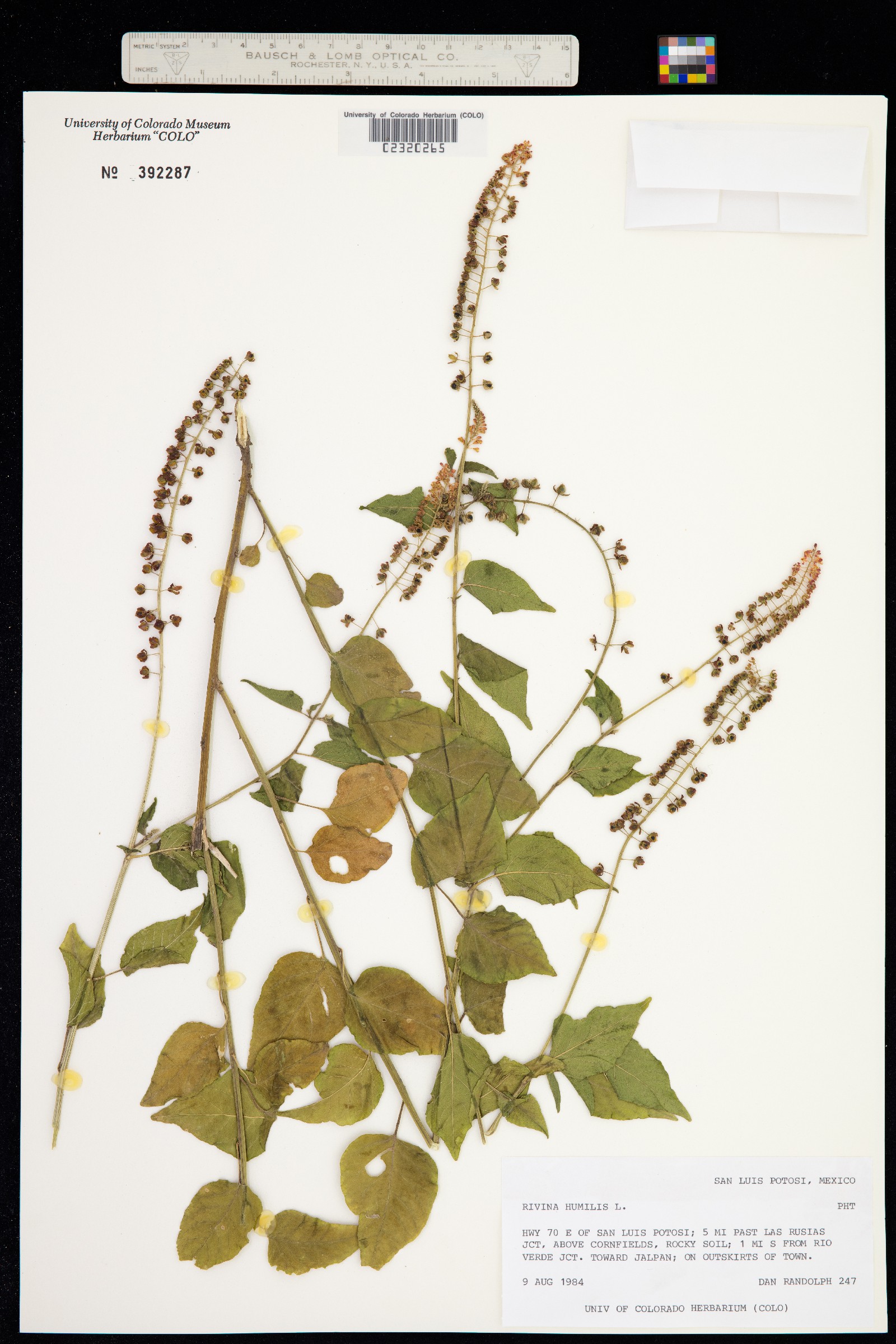 Rivina humilis image