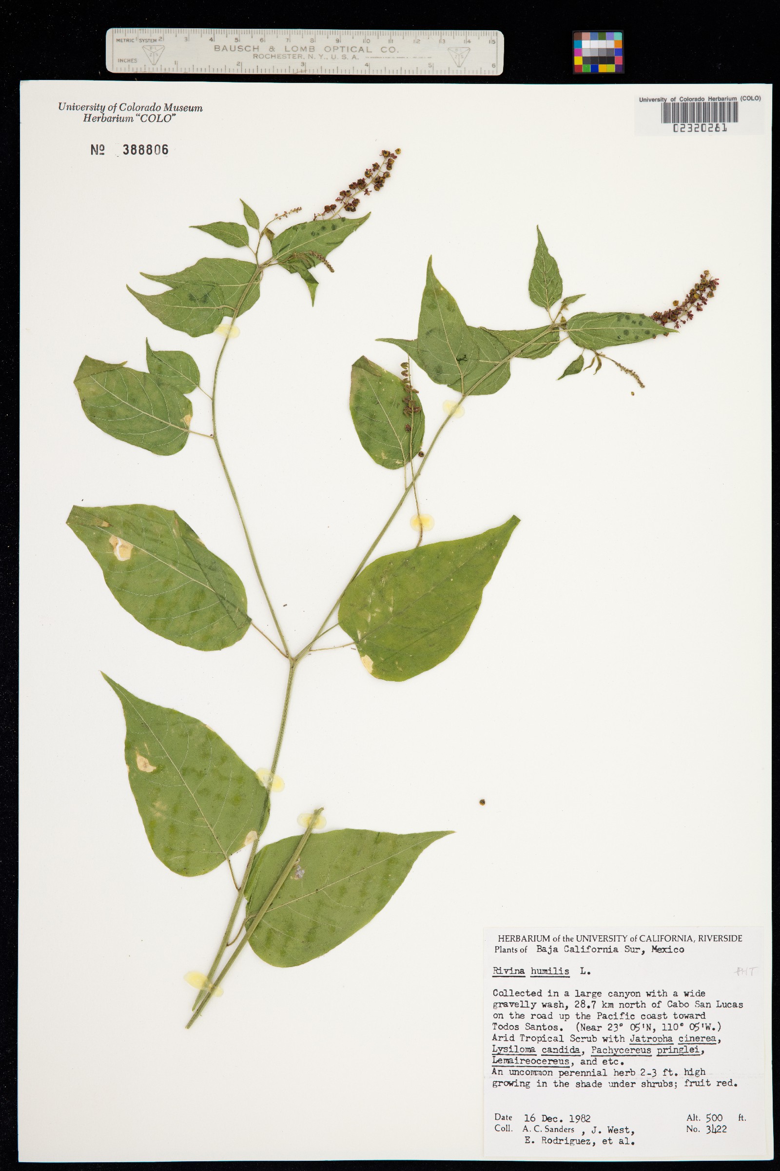 Rivina humilis image