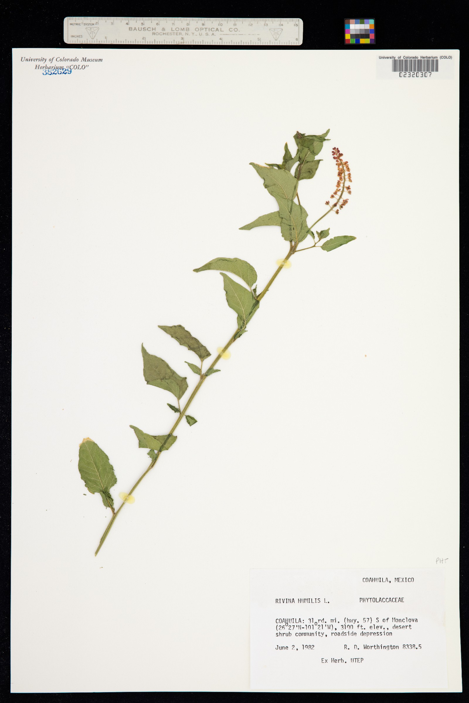 Rivina humilis image