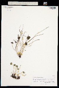 Peperomia umbilicata image
