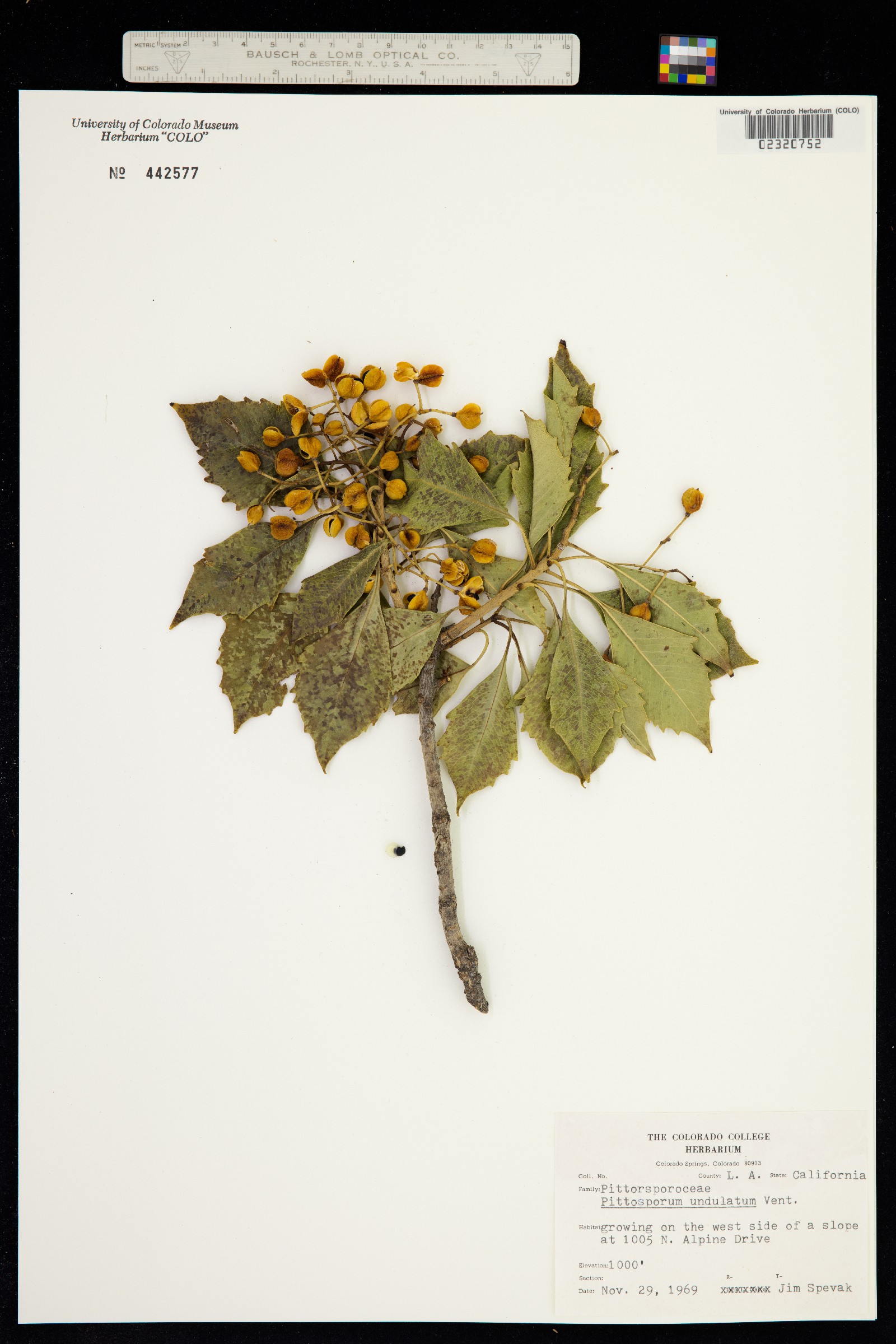 Pittosporum undulatum image