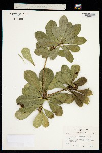 Pittosporum tenuifolium image