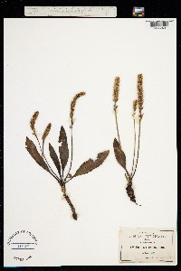 Plantago australis image