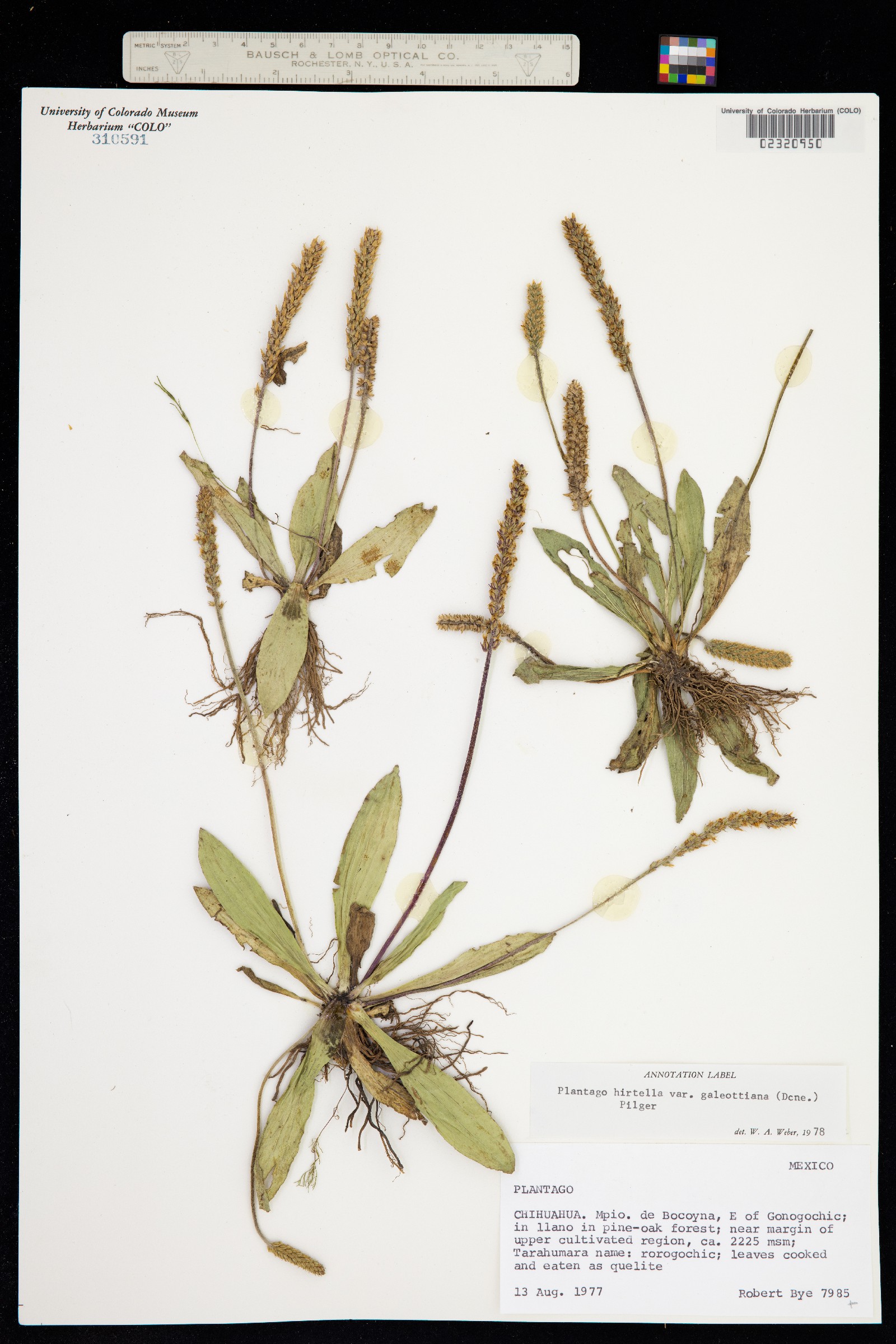 Plantago australis image