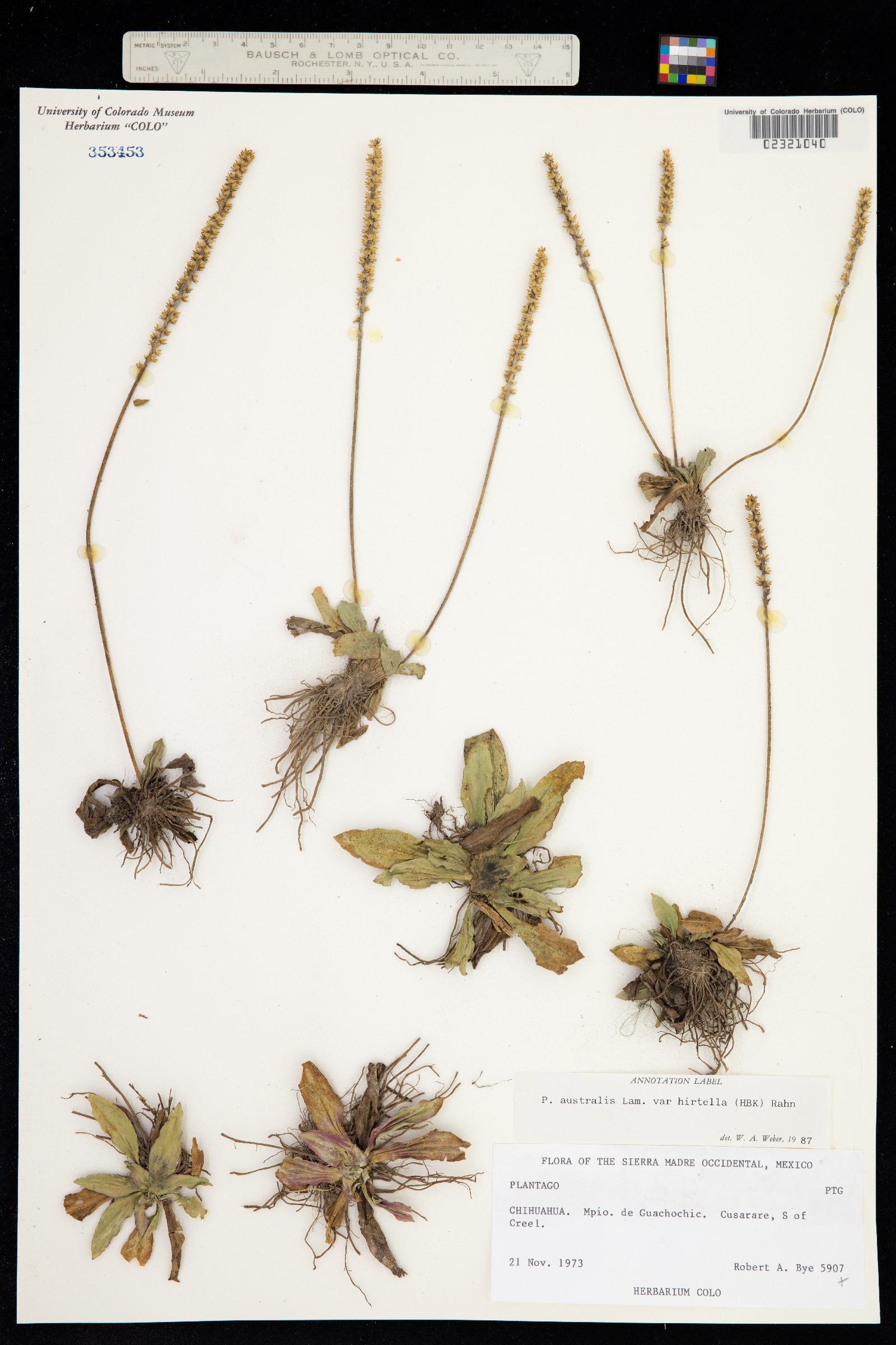 Plantago australis image