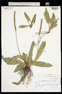 Plantago australis image
