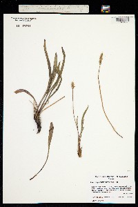 Image of Plantago canescens