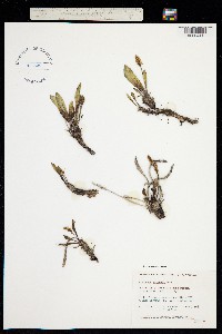 Plantago canescens image