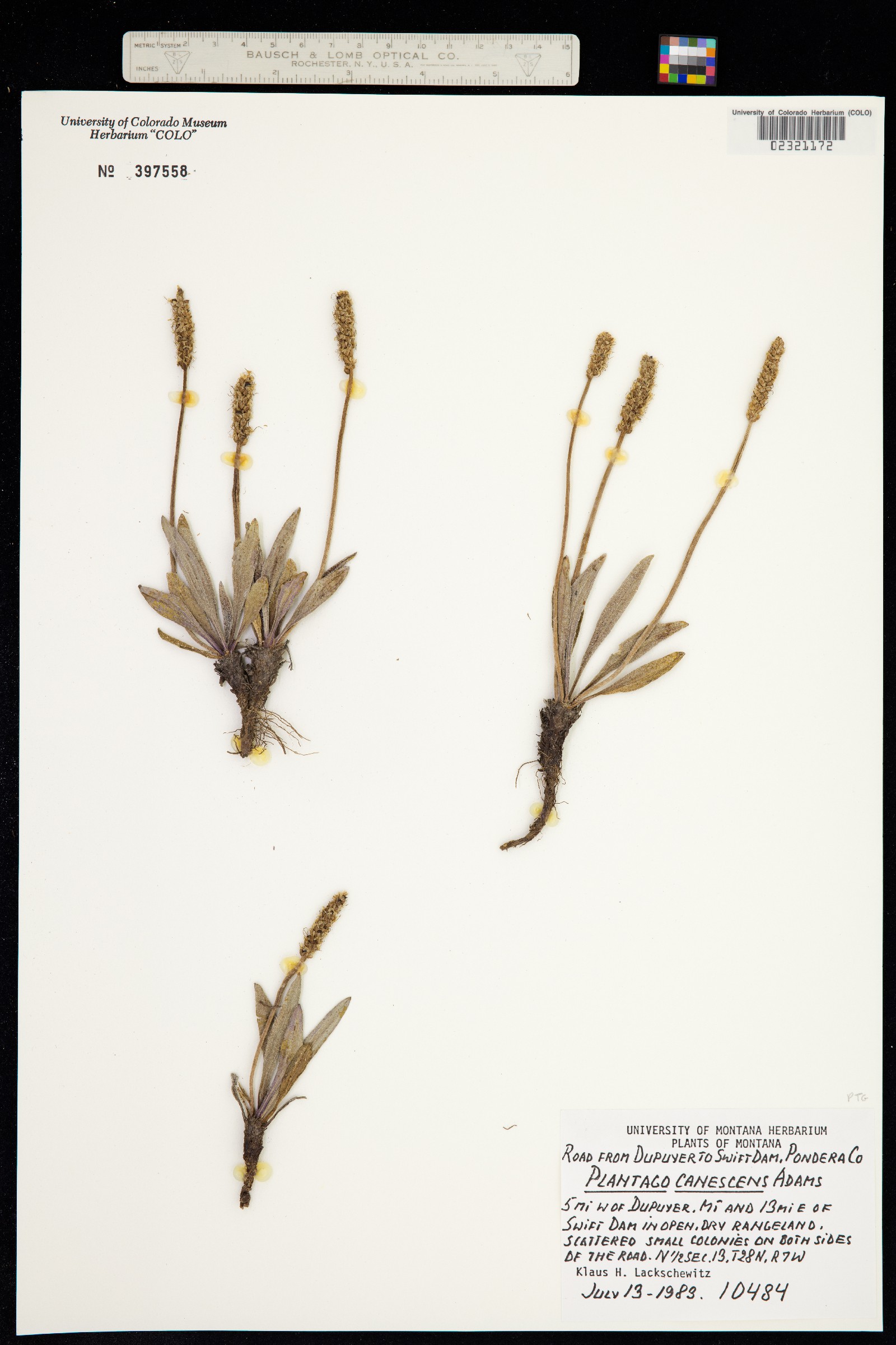 Plantago canescens image