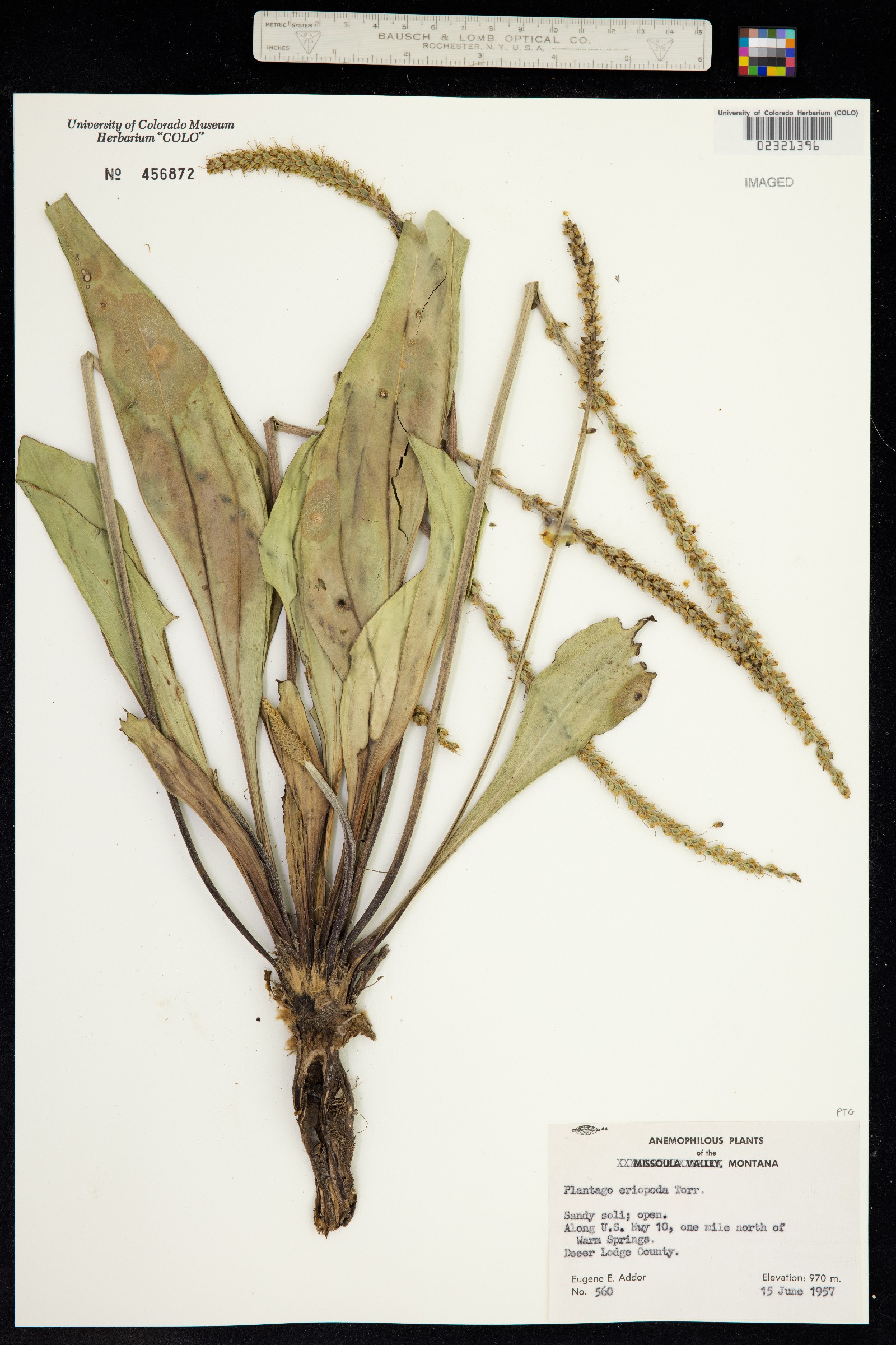 Plantago eriopoda image