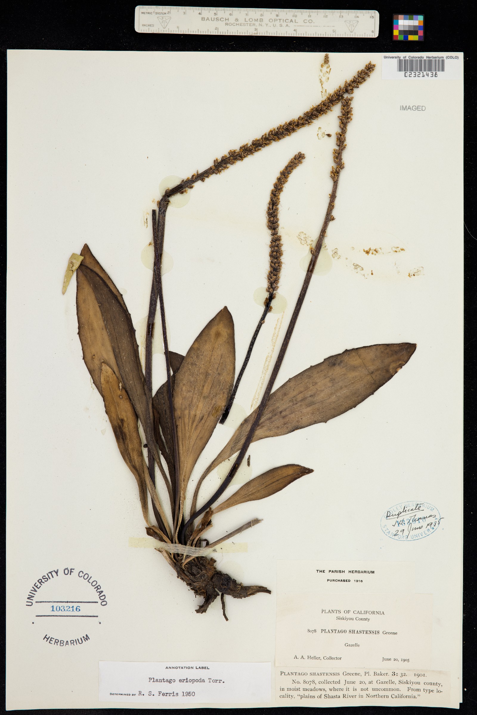 Plantago eriopoda image