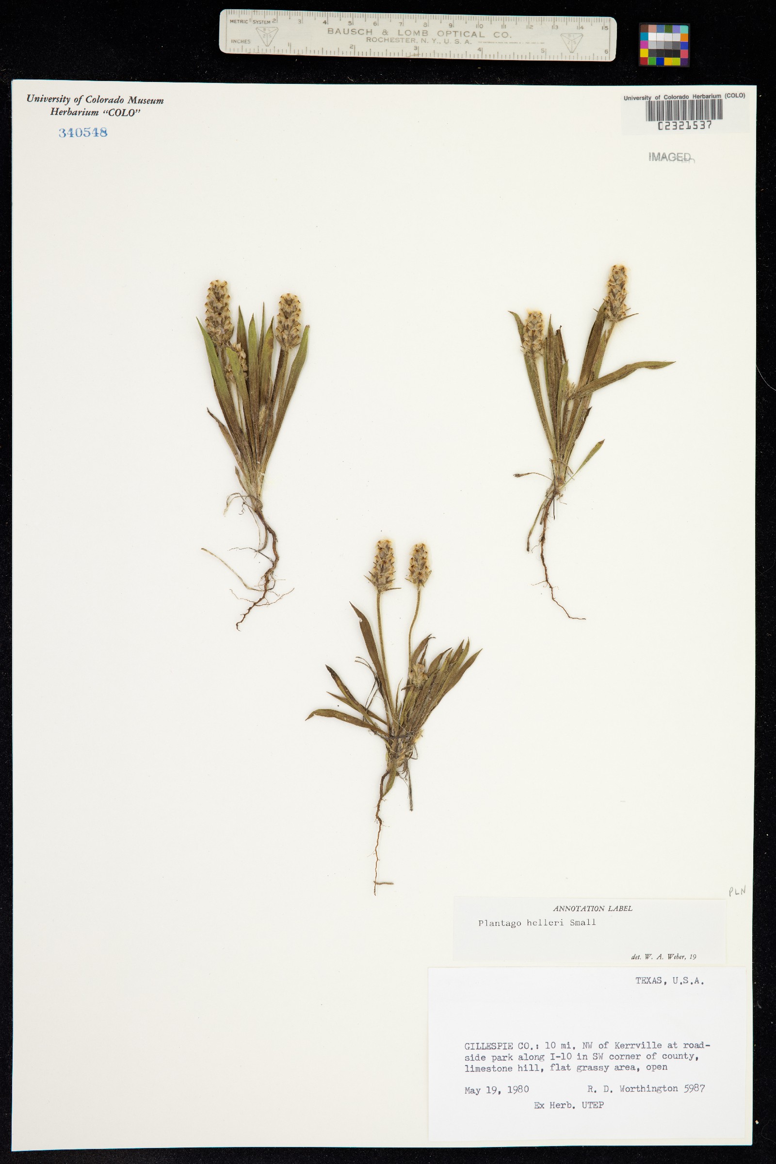 Plantago helleri image