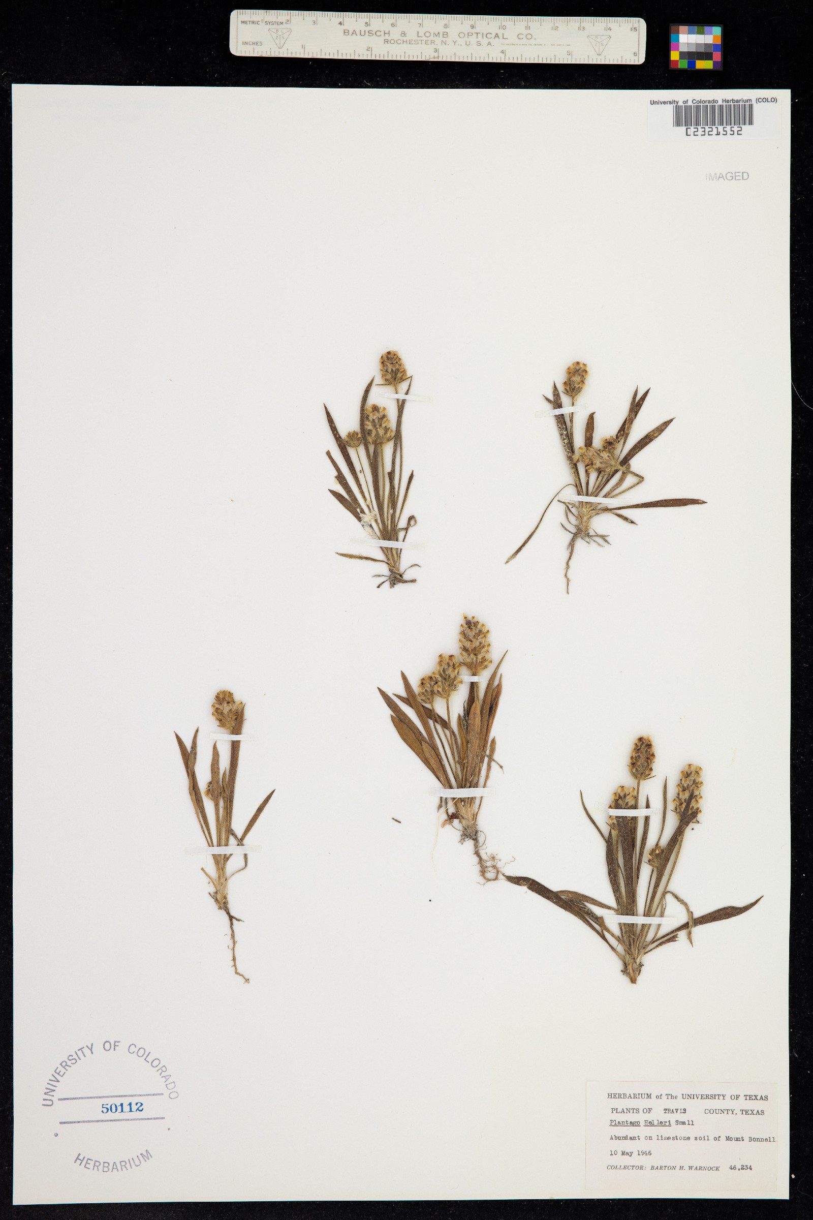 Plantago helleri image