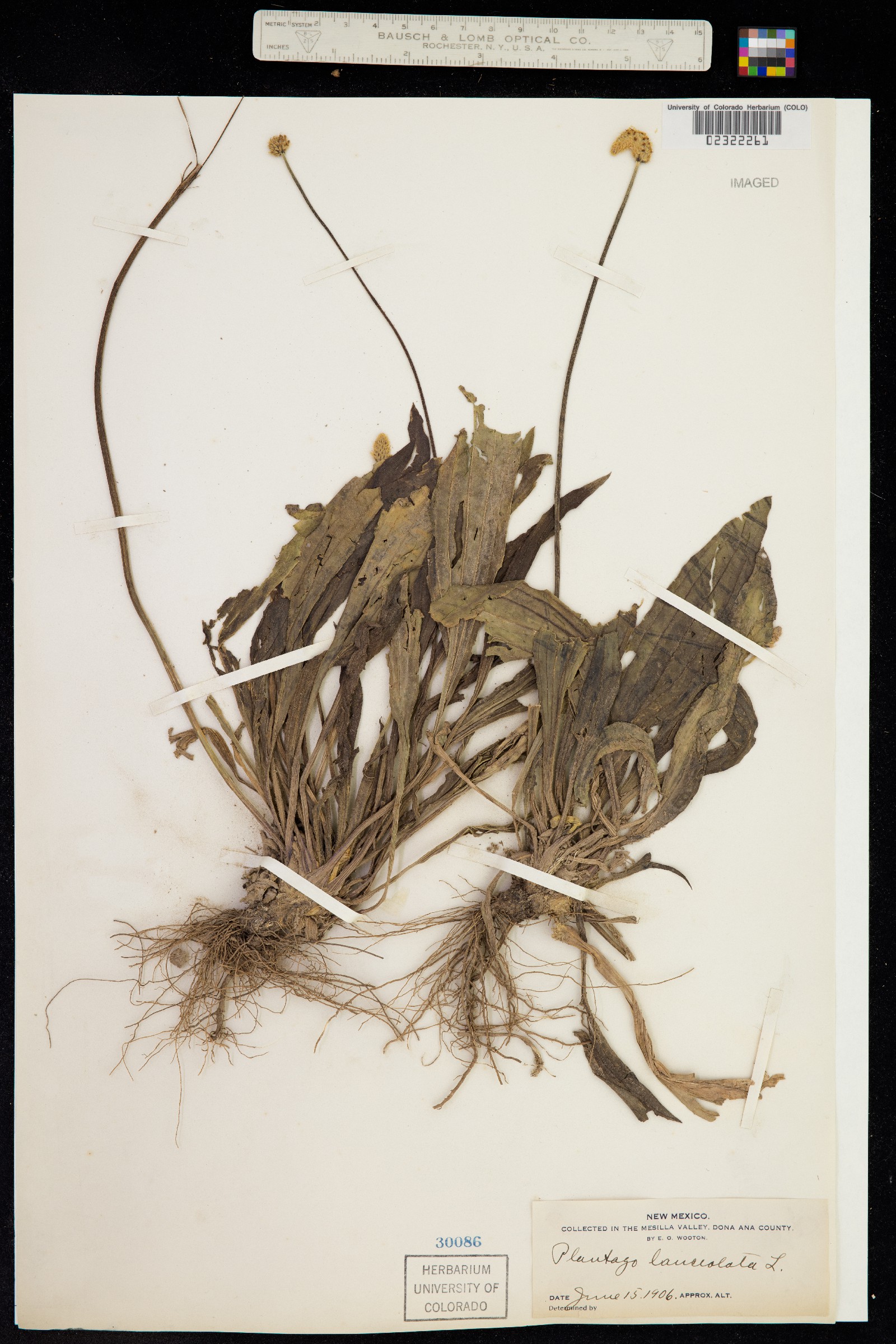 Plantago lanceolata image
