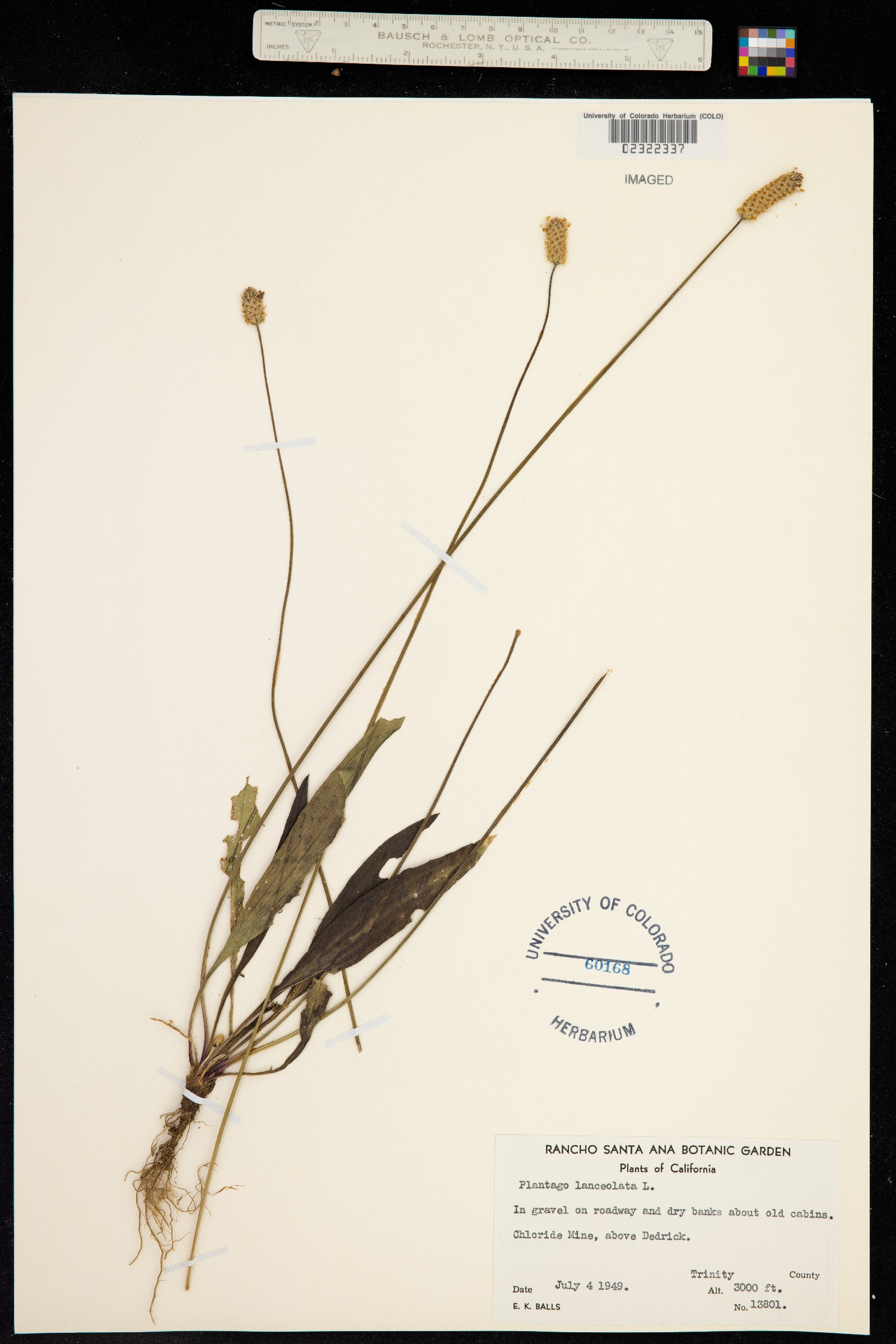 Plantago lanceolata image