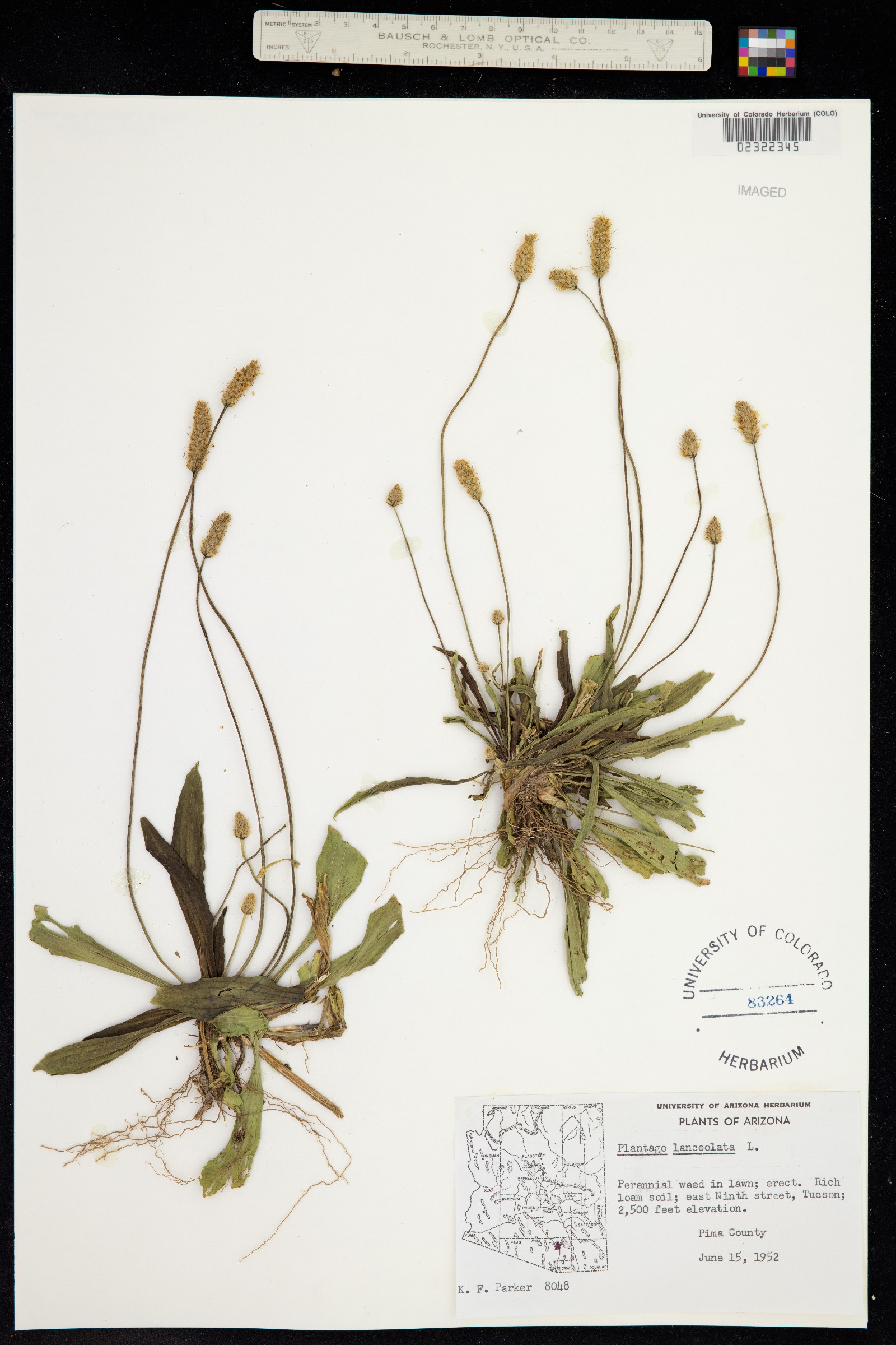 Plantago lanceolata image