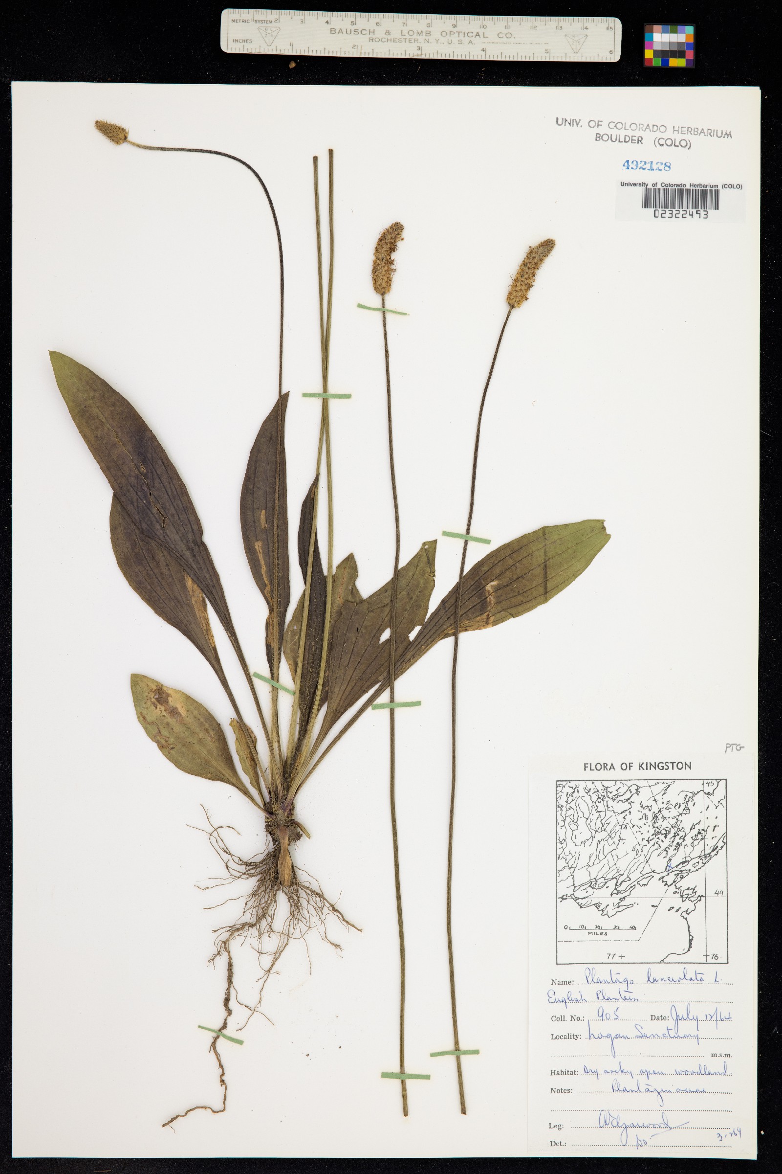 Plantago lanceolata image