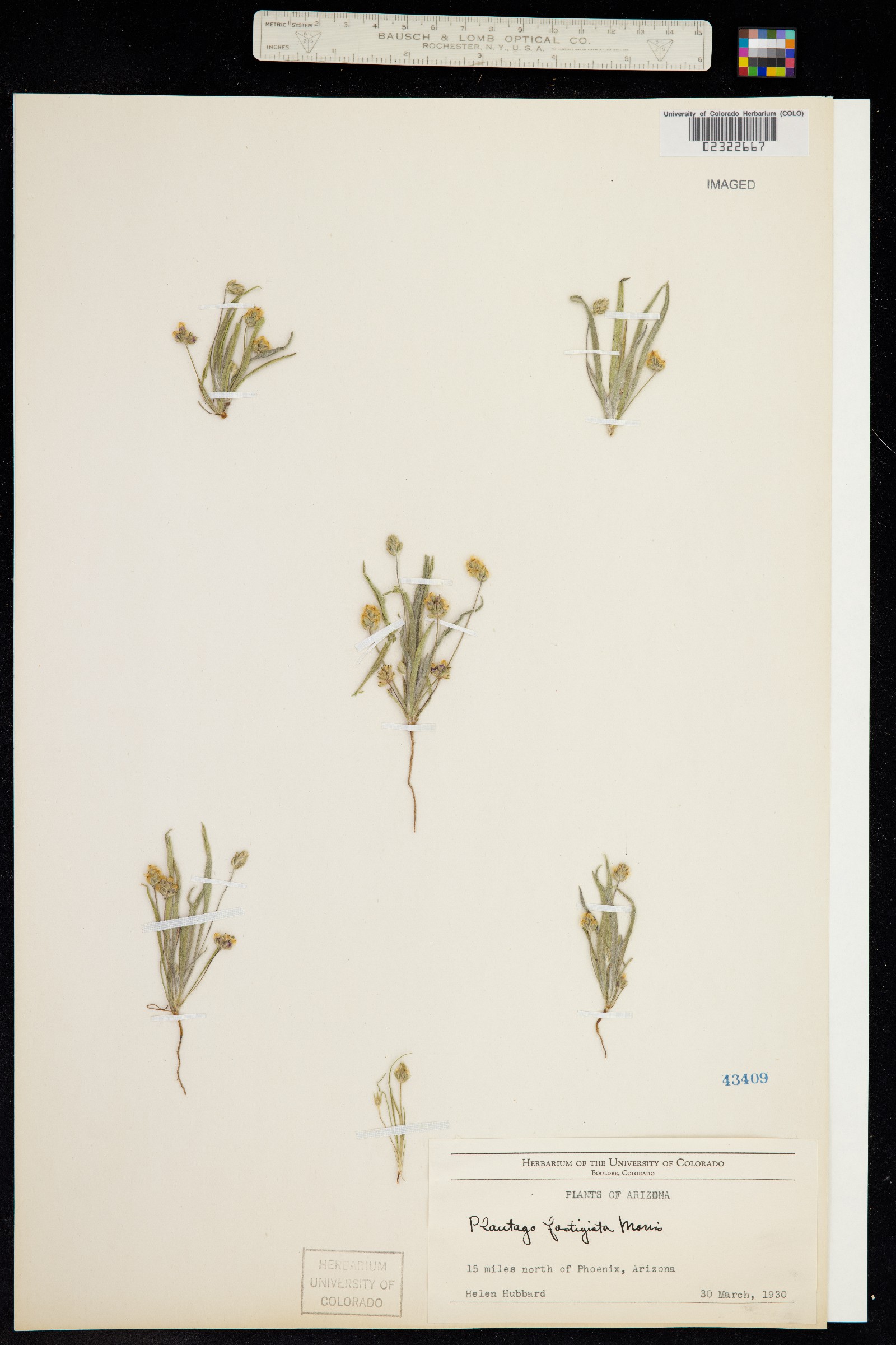 Plantago ovata image