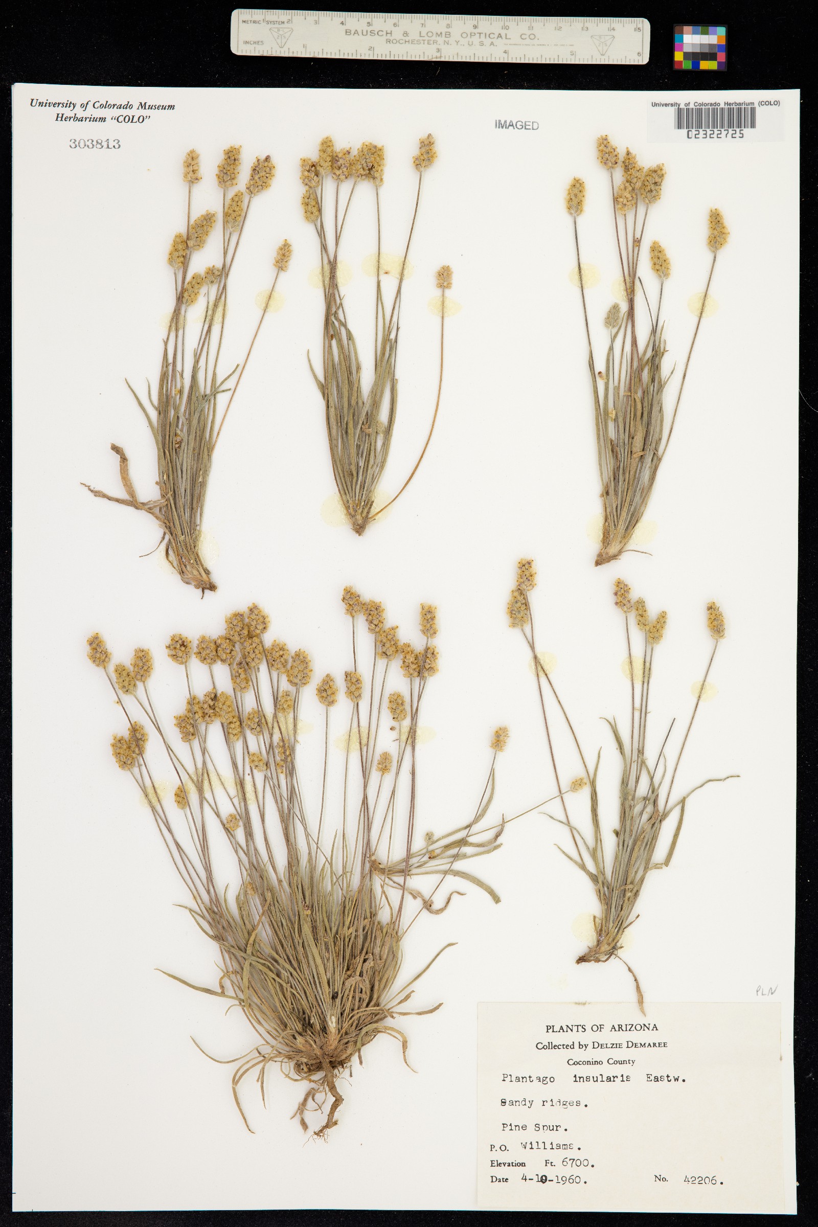 Plantago ovata image