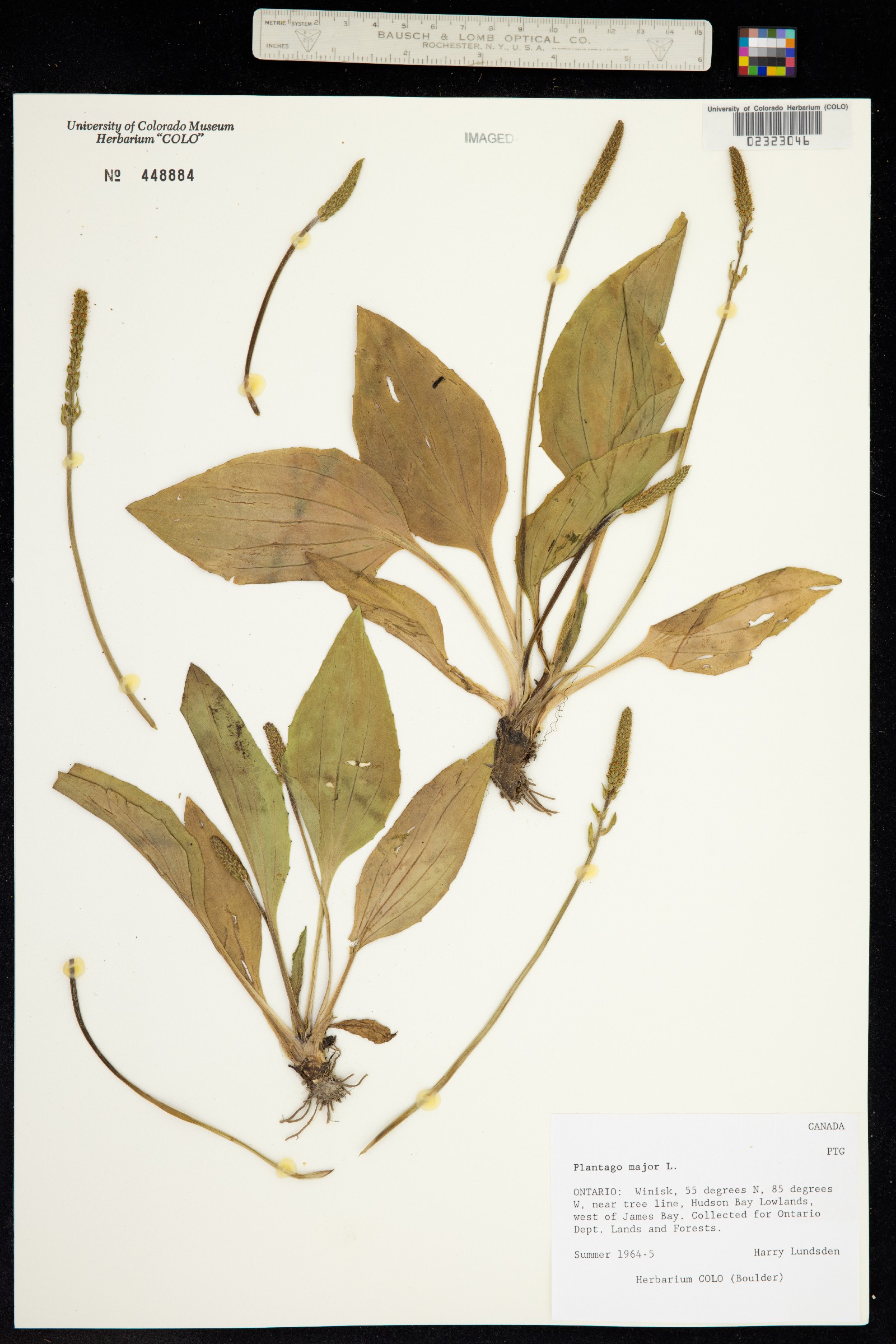 Plantago major image