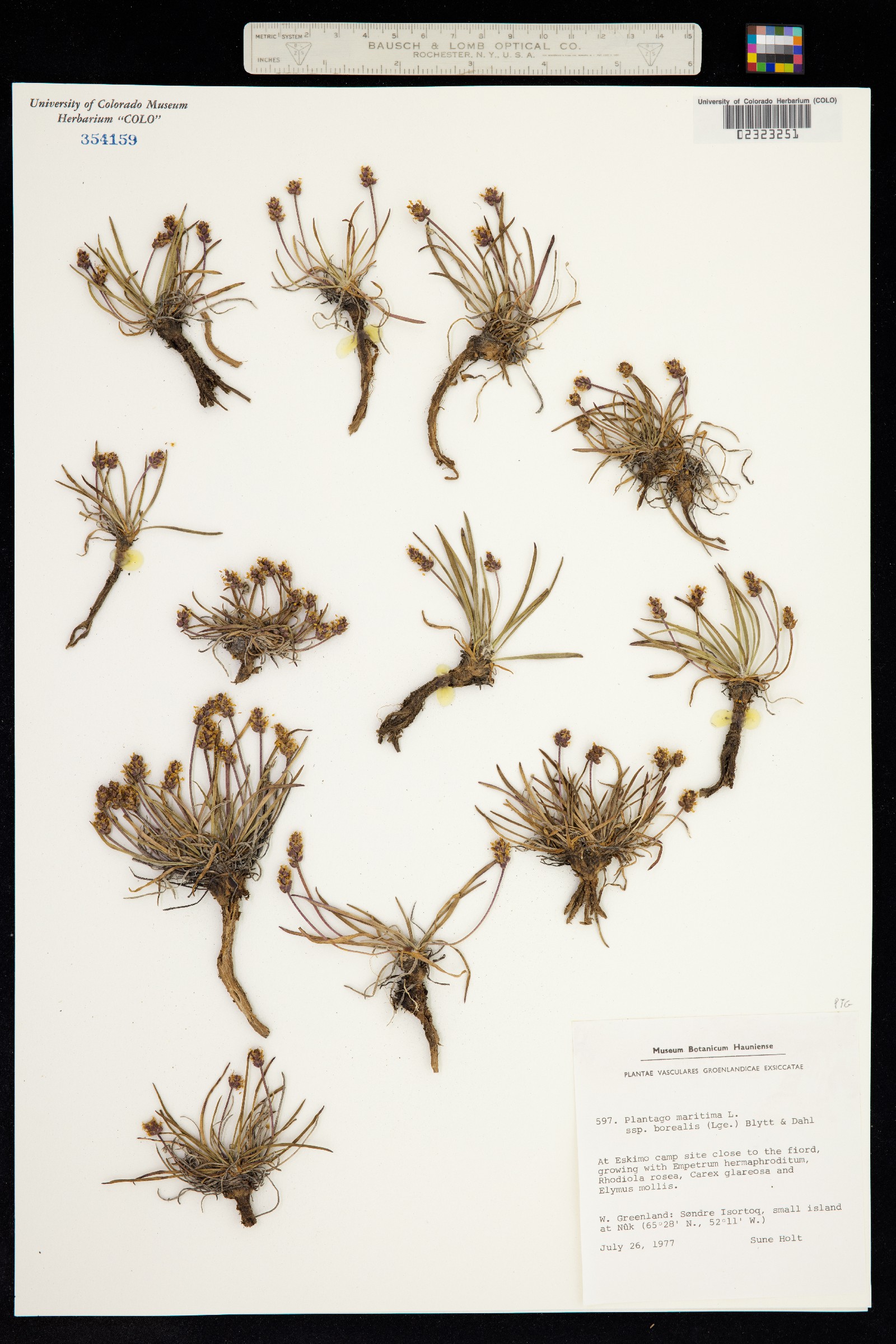 Plantago maritima image