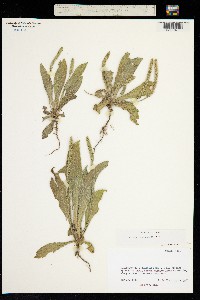 Image of Plantago rhodosperma