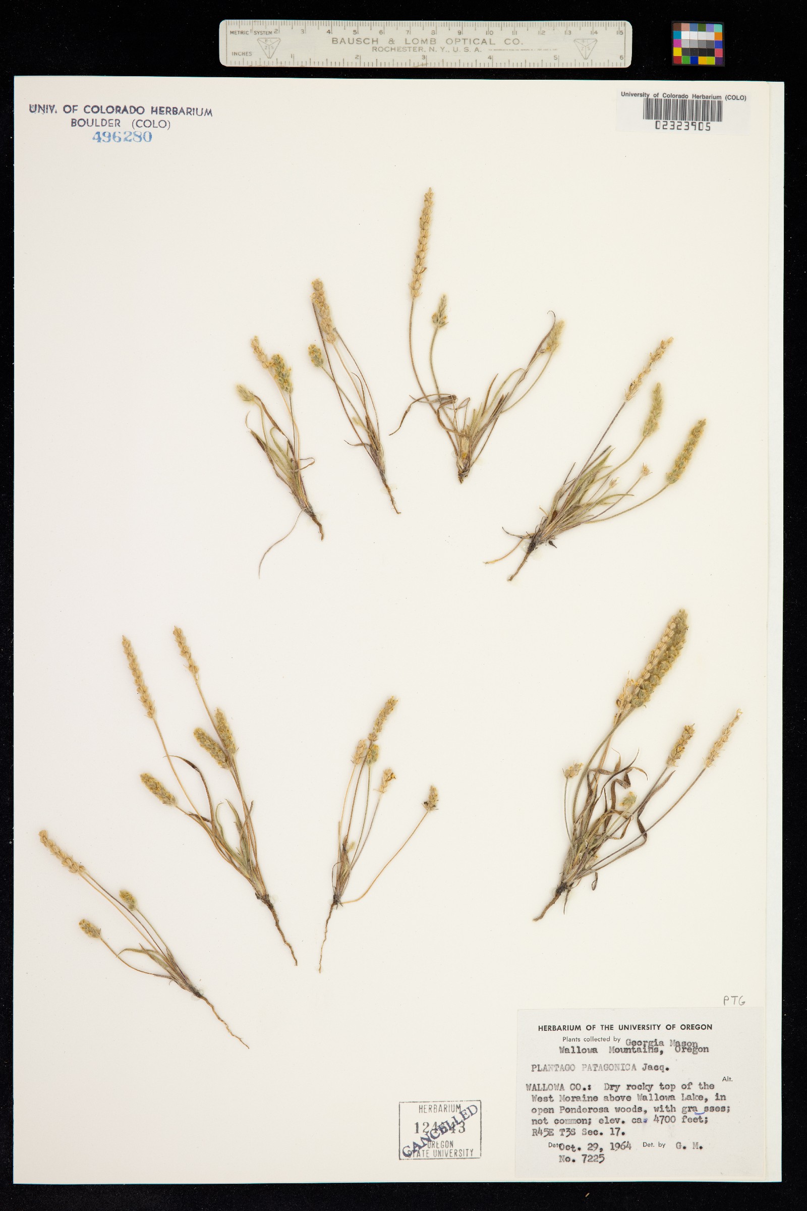 Plantago patagonica image