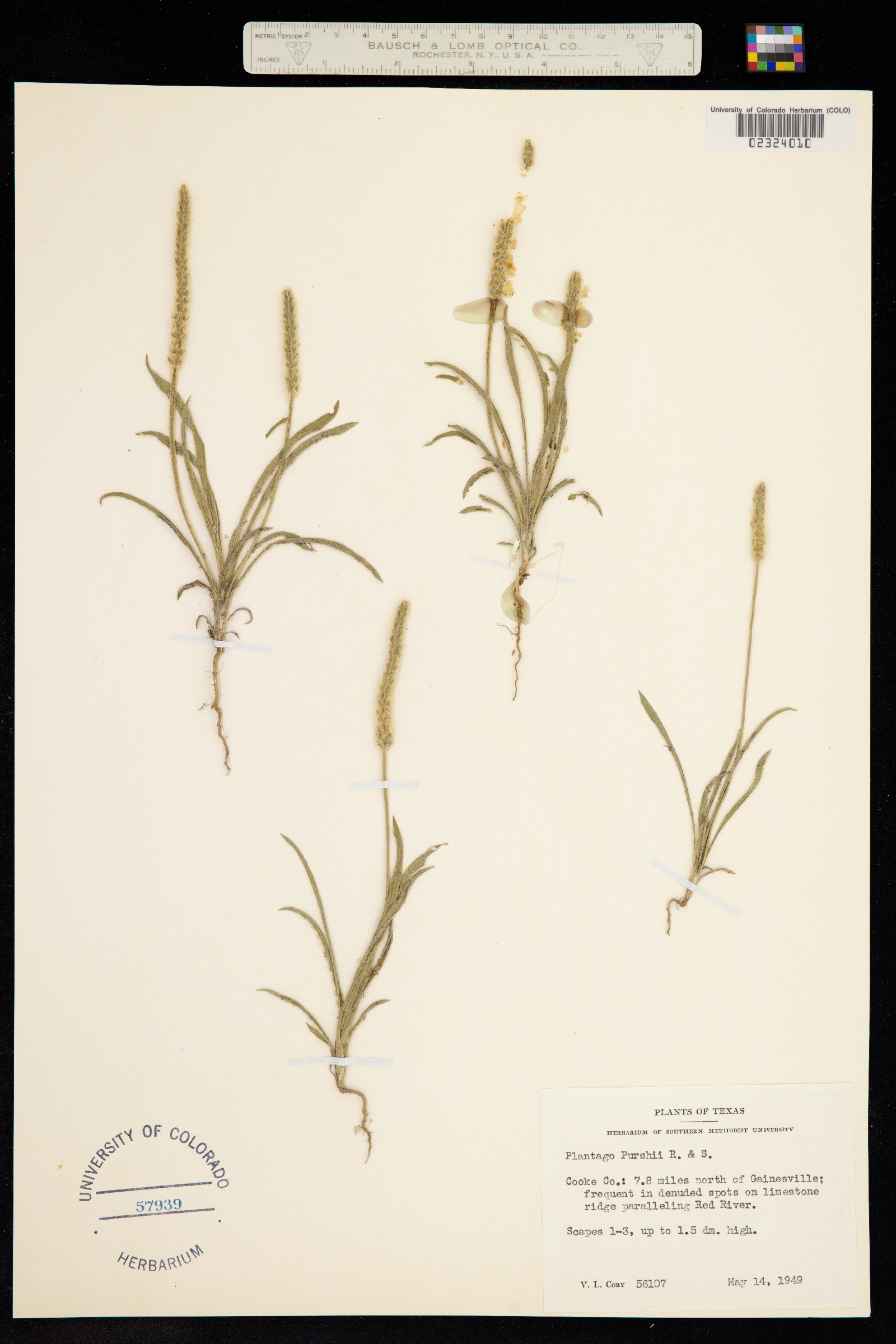 Plantago patagonica image