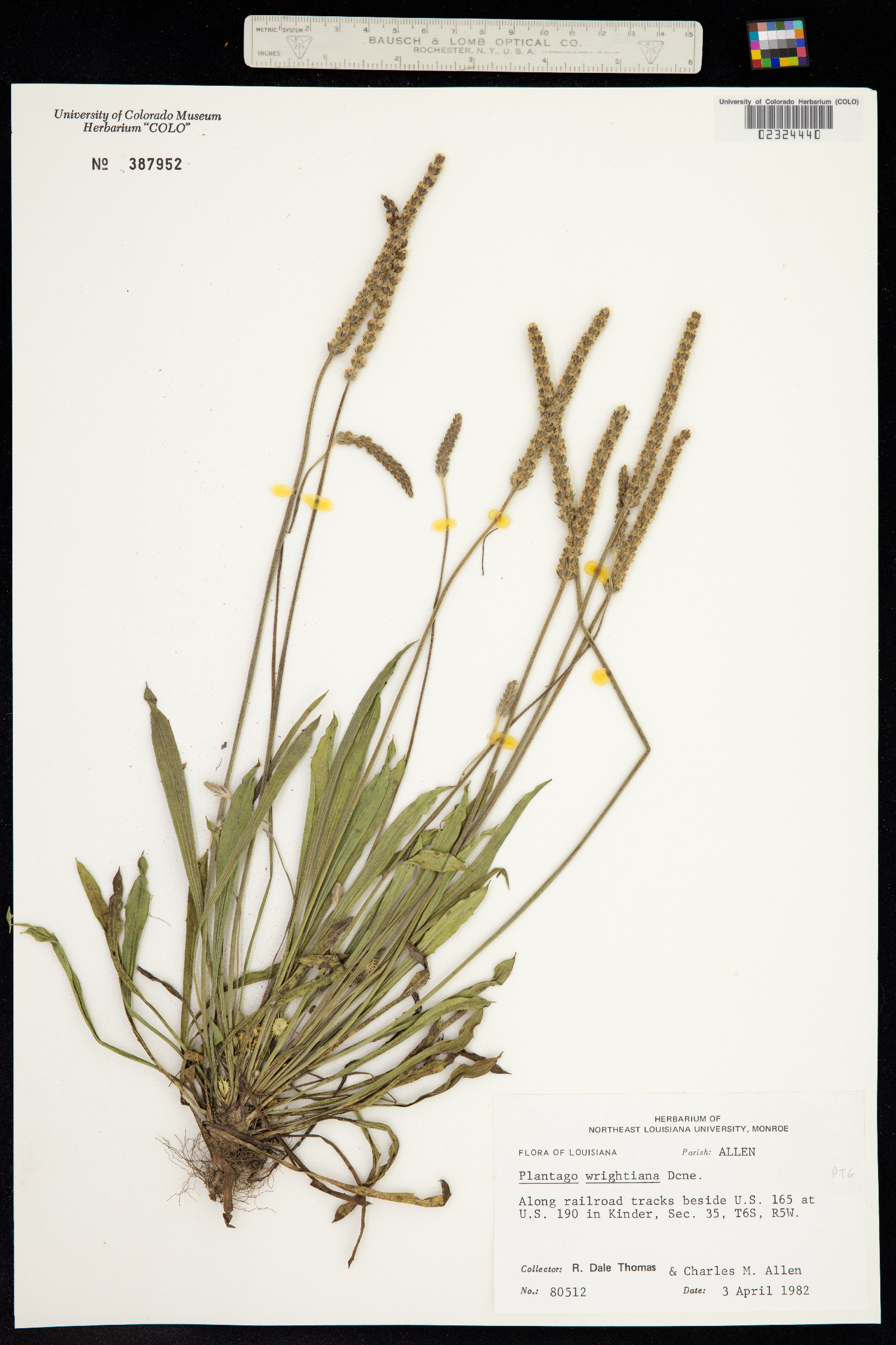Plantago wrightiana image
