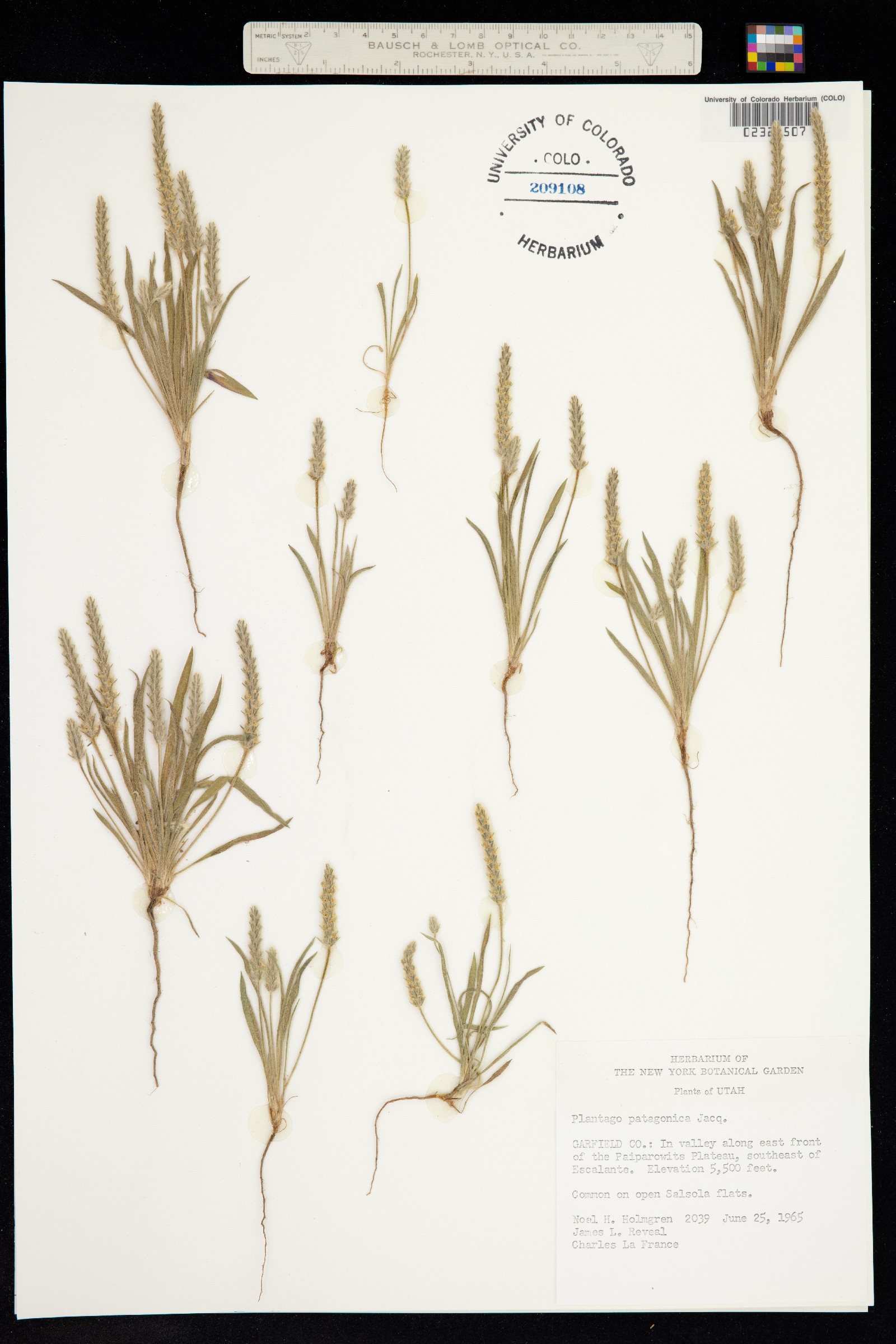 Plantago patagonica image