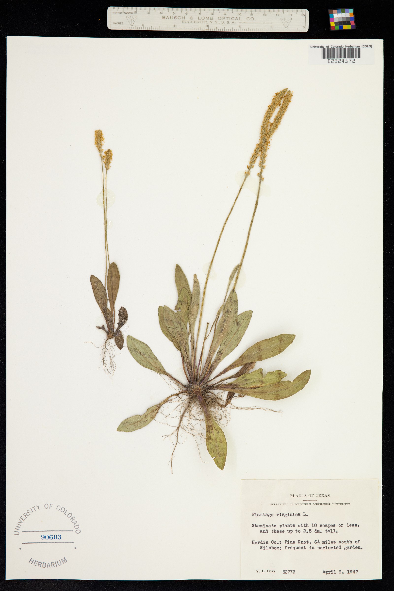 Plantago virginica image