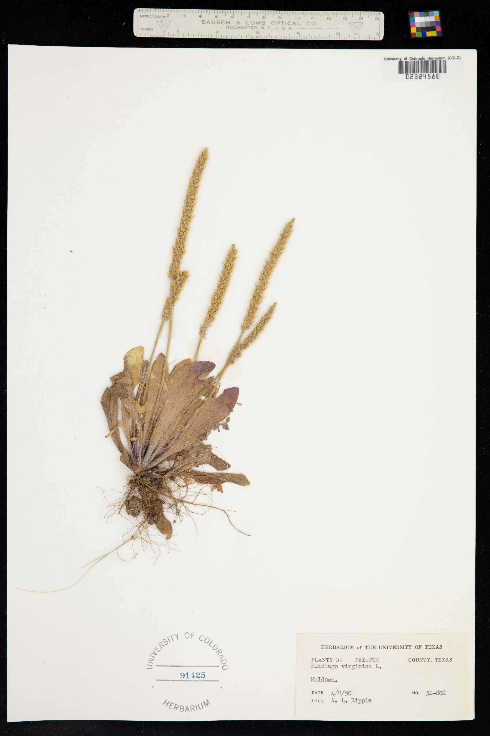 Plantago virginica image