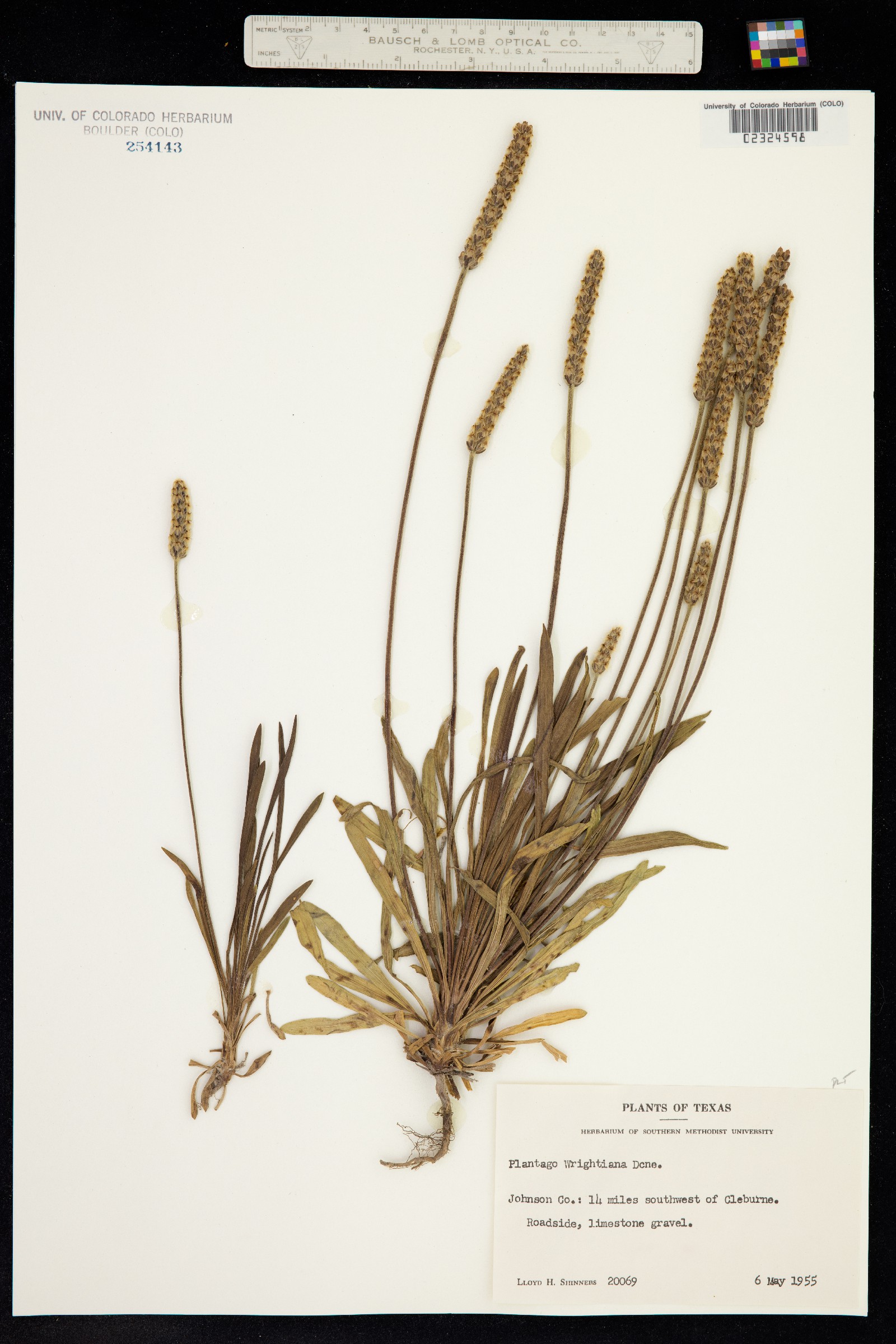 Plantago wrightiana image
