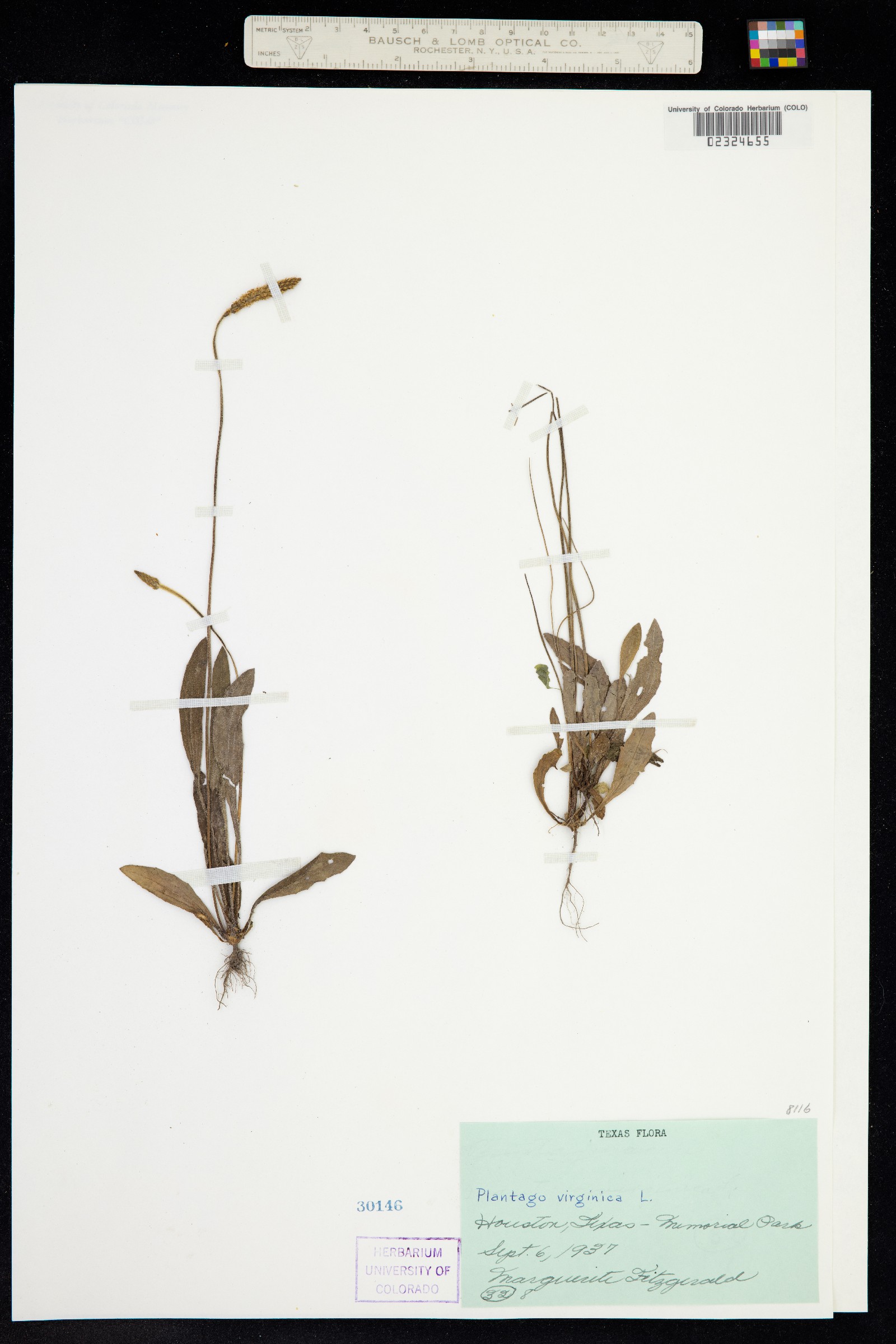 Plantago virginica image