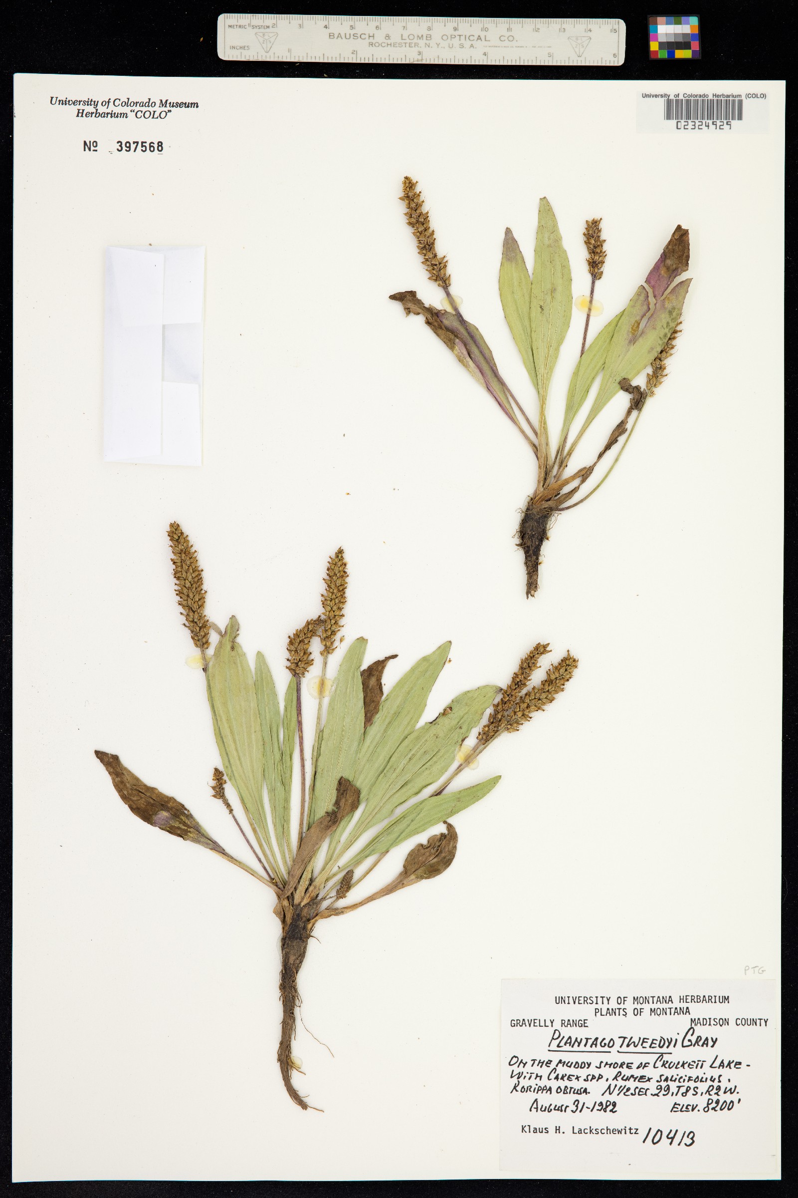 Plantago tweedyi image