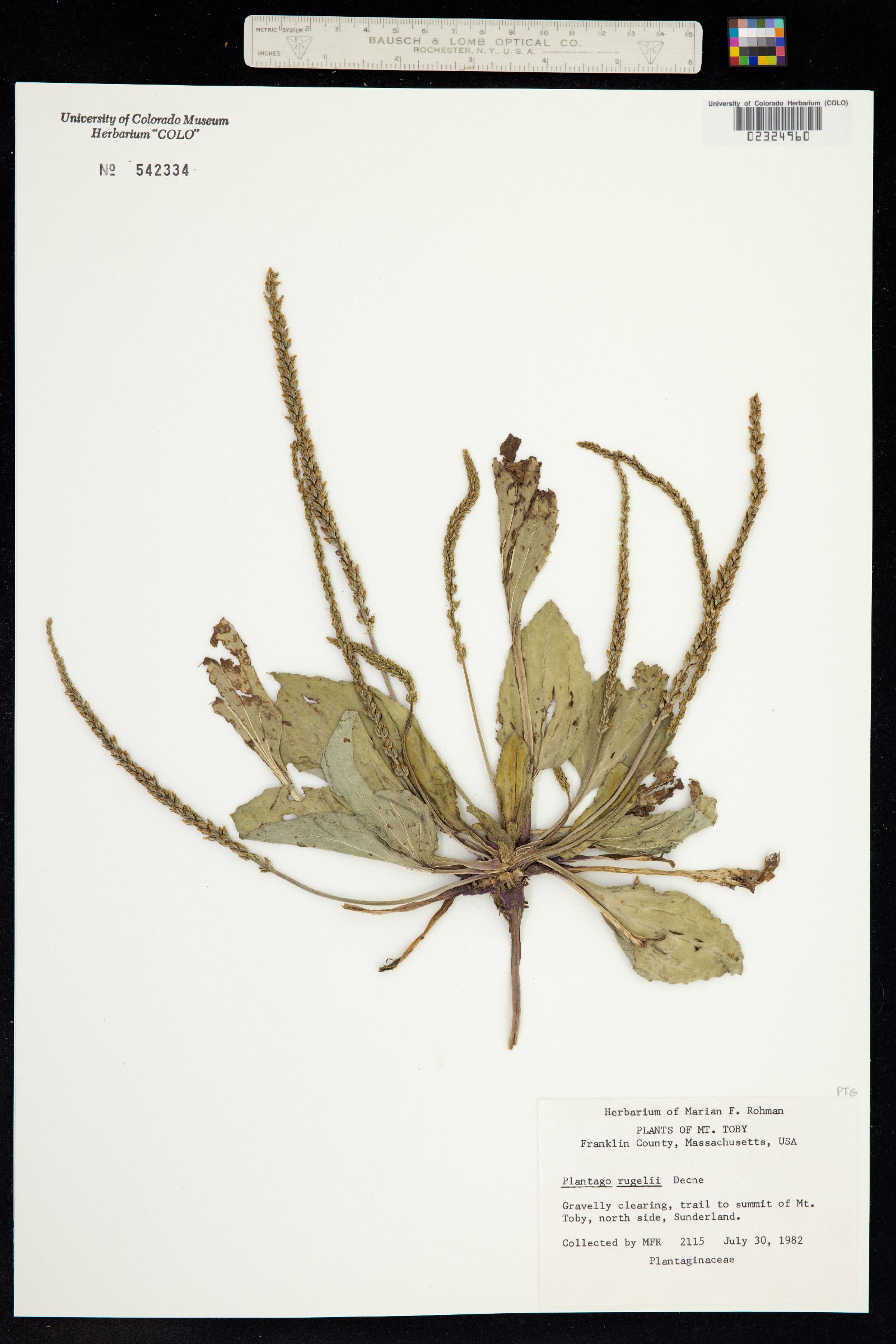 Plantago rugelii image