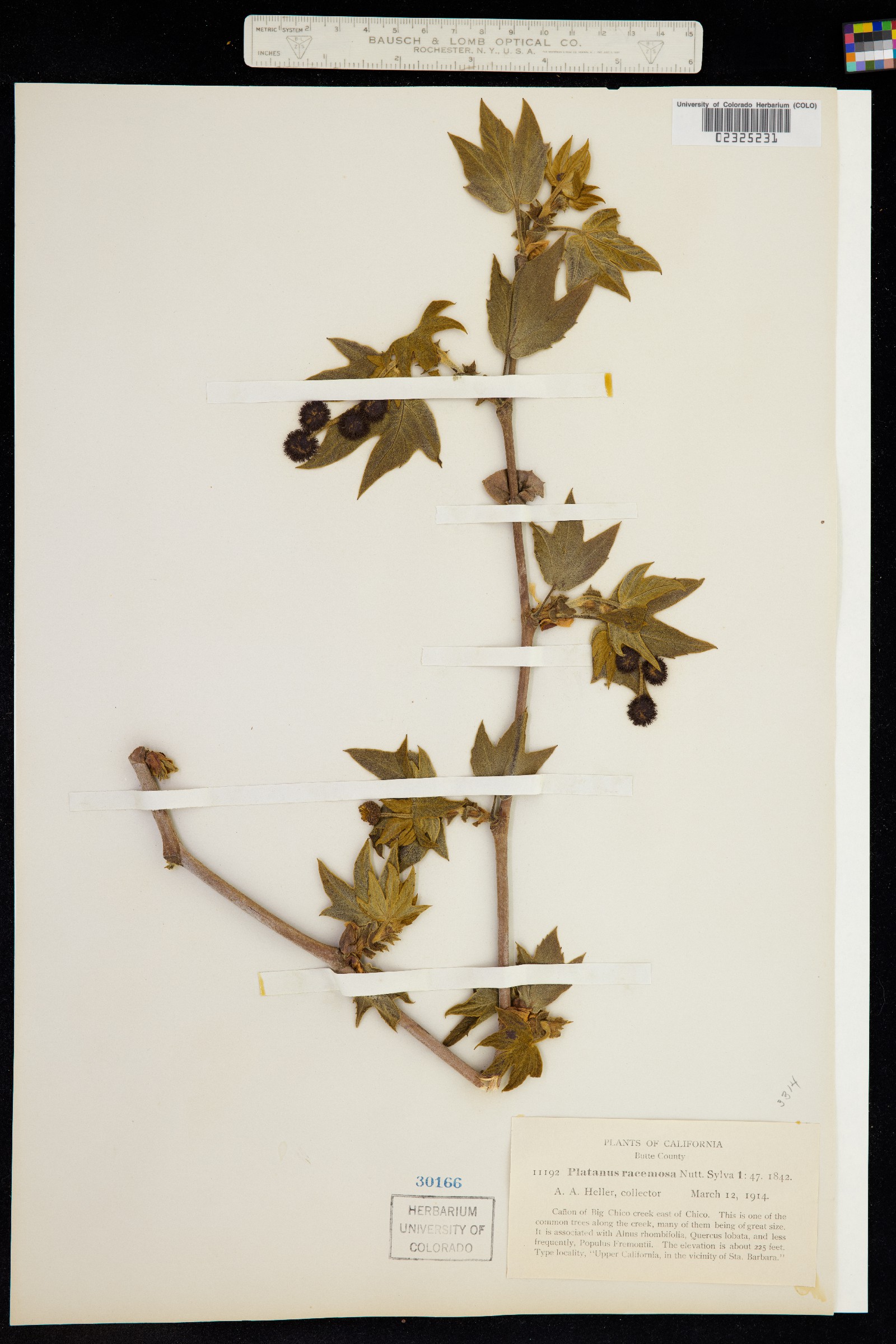 Platanus racemosa image