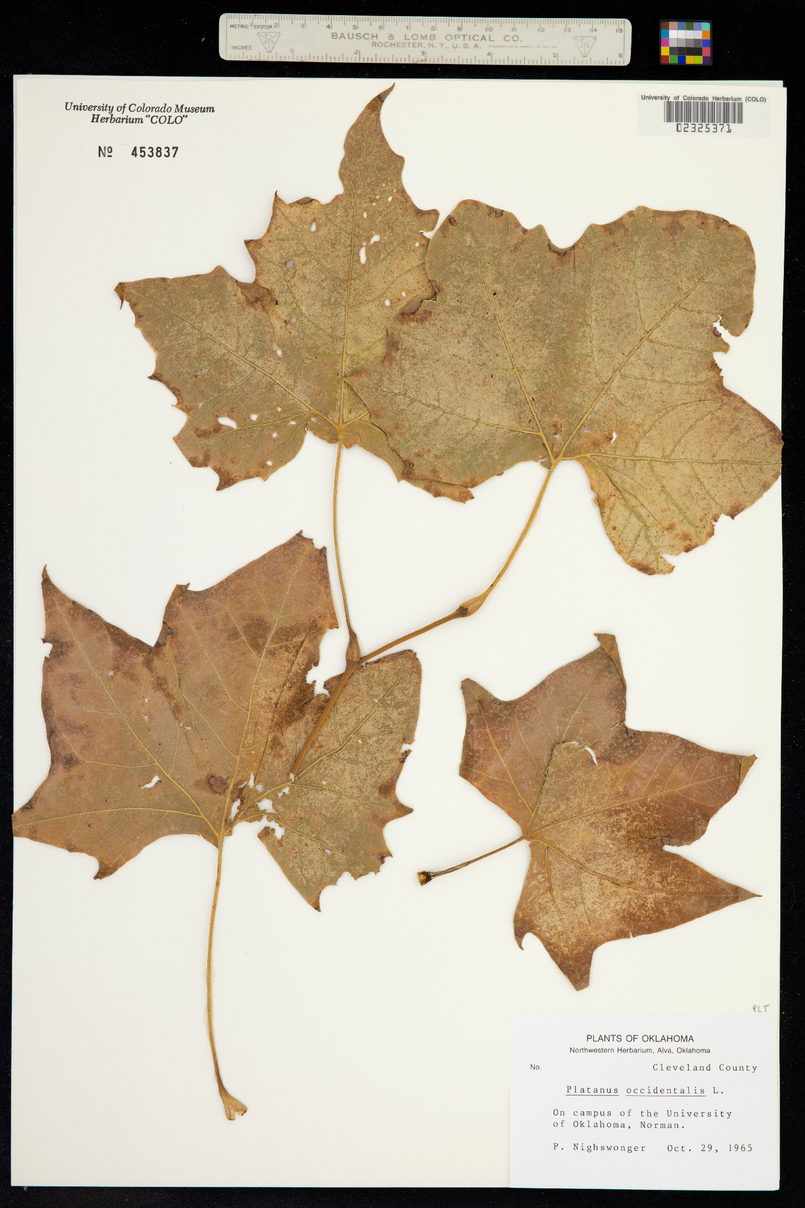 Platanus occidentalis image