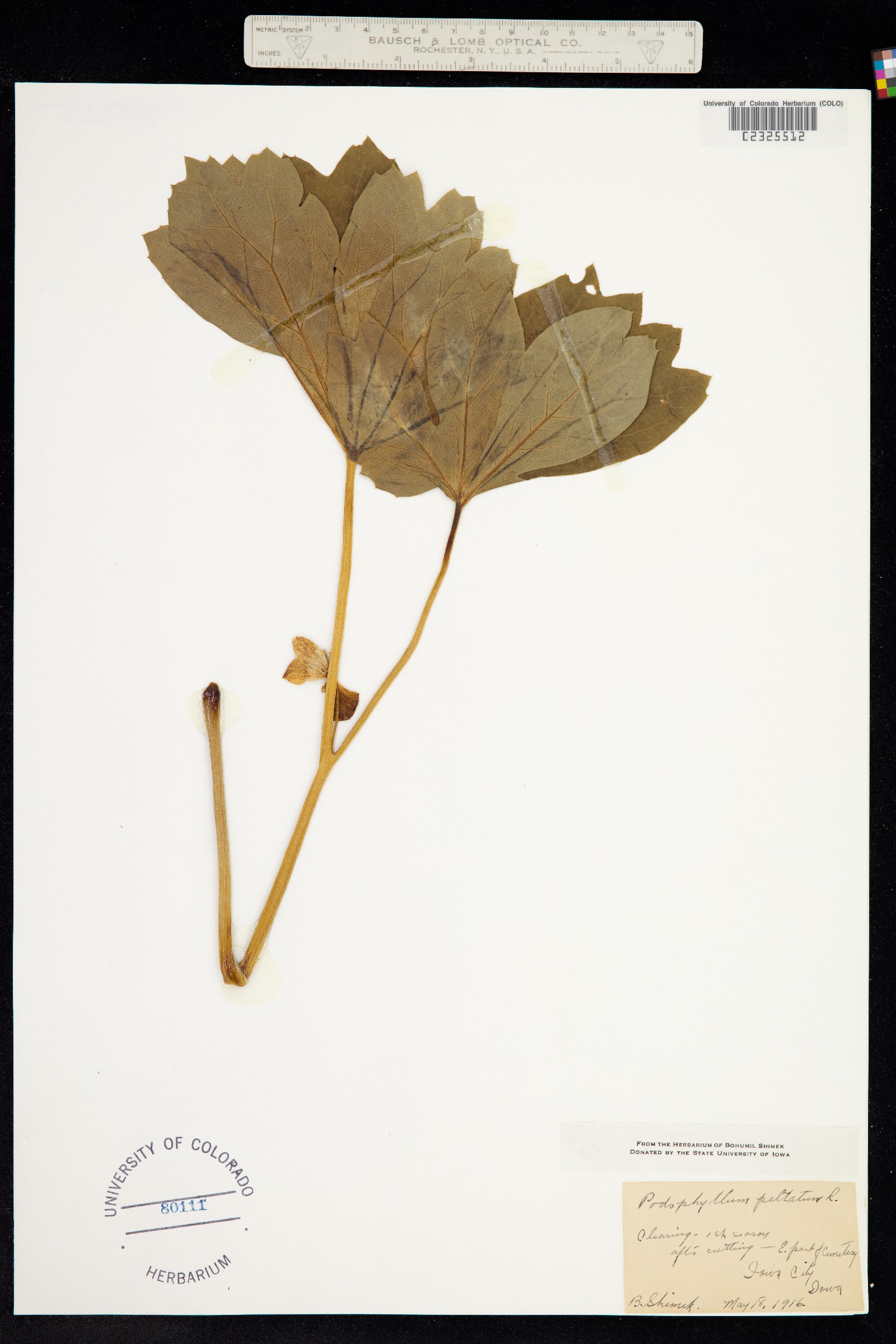 Podophyllum peltatum image