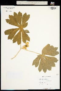 Image of Podophyllum peltatum