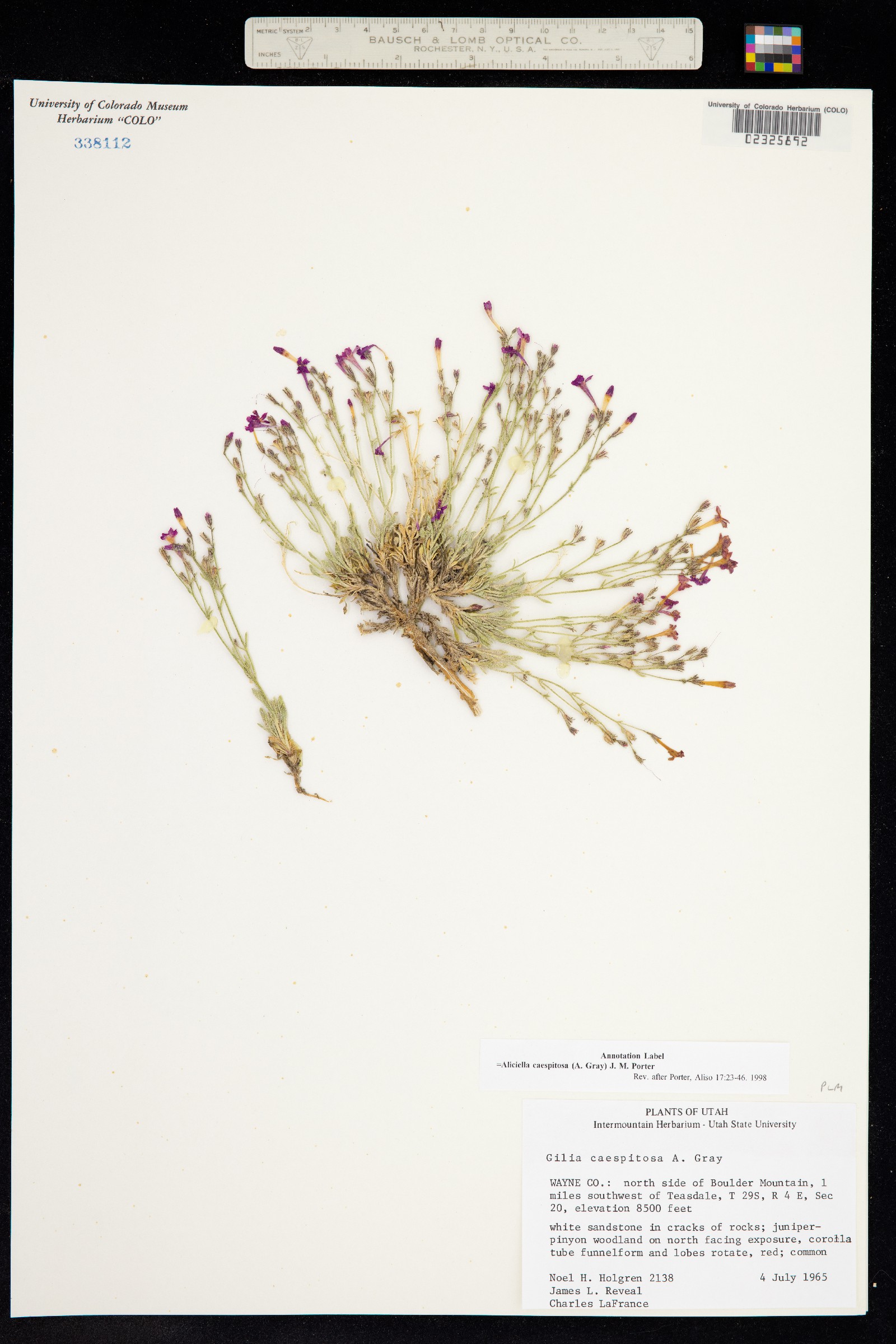 Aliciella caespitosa image