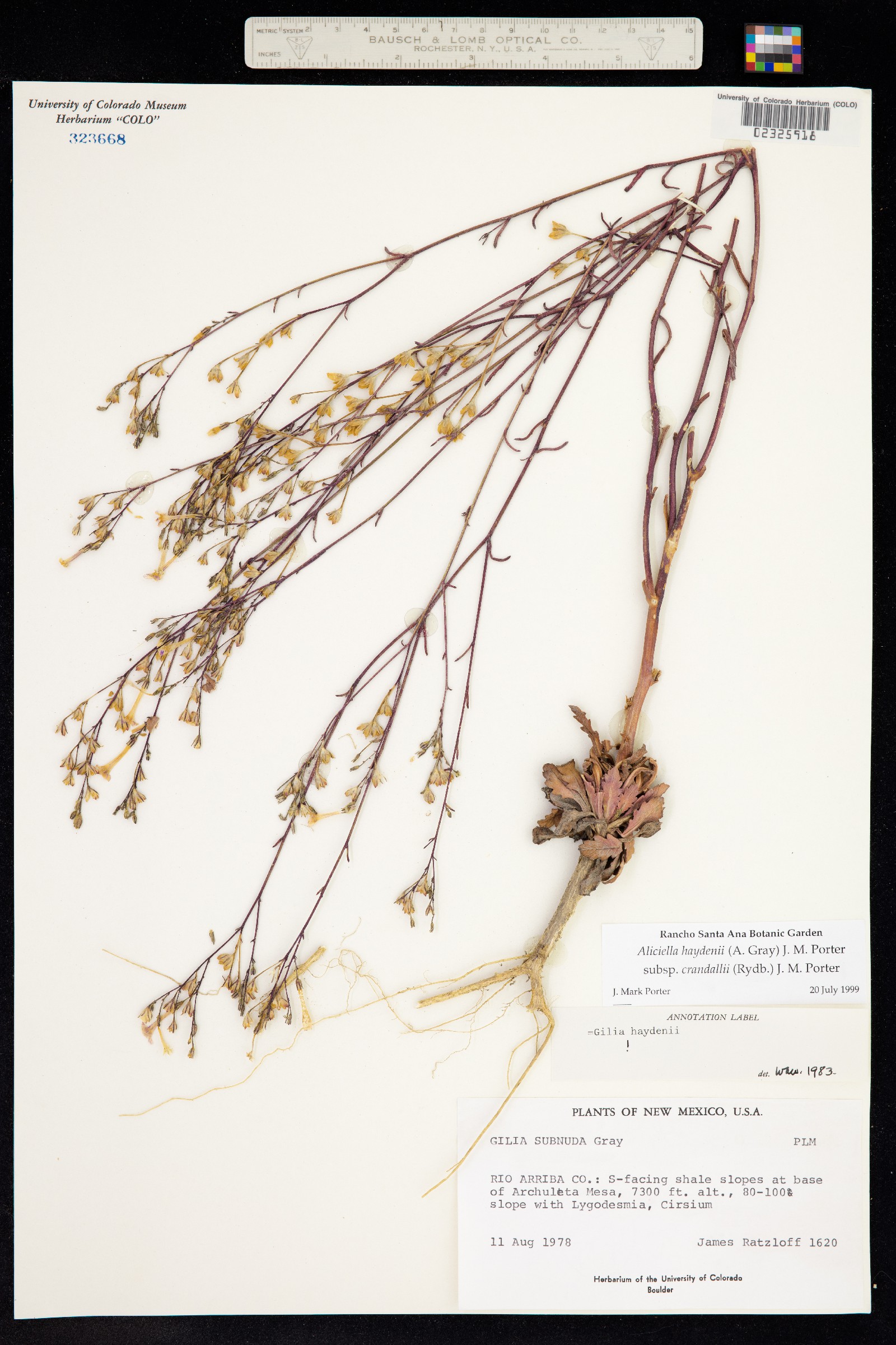 Aliciella haydenii image