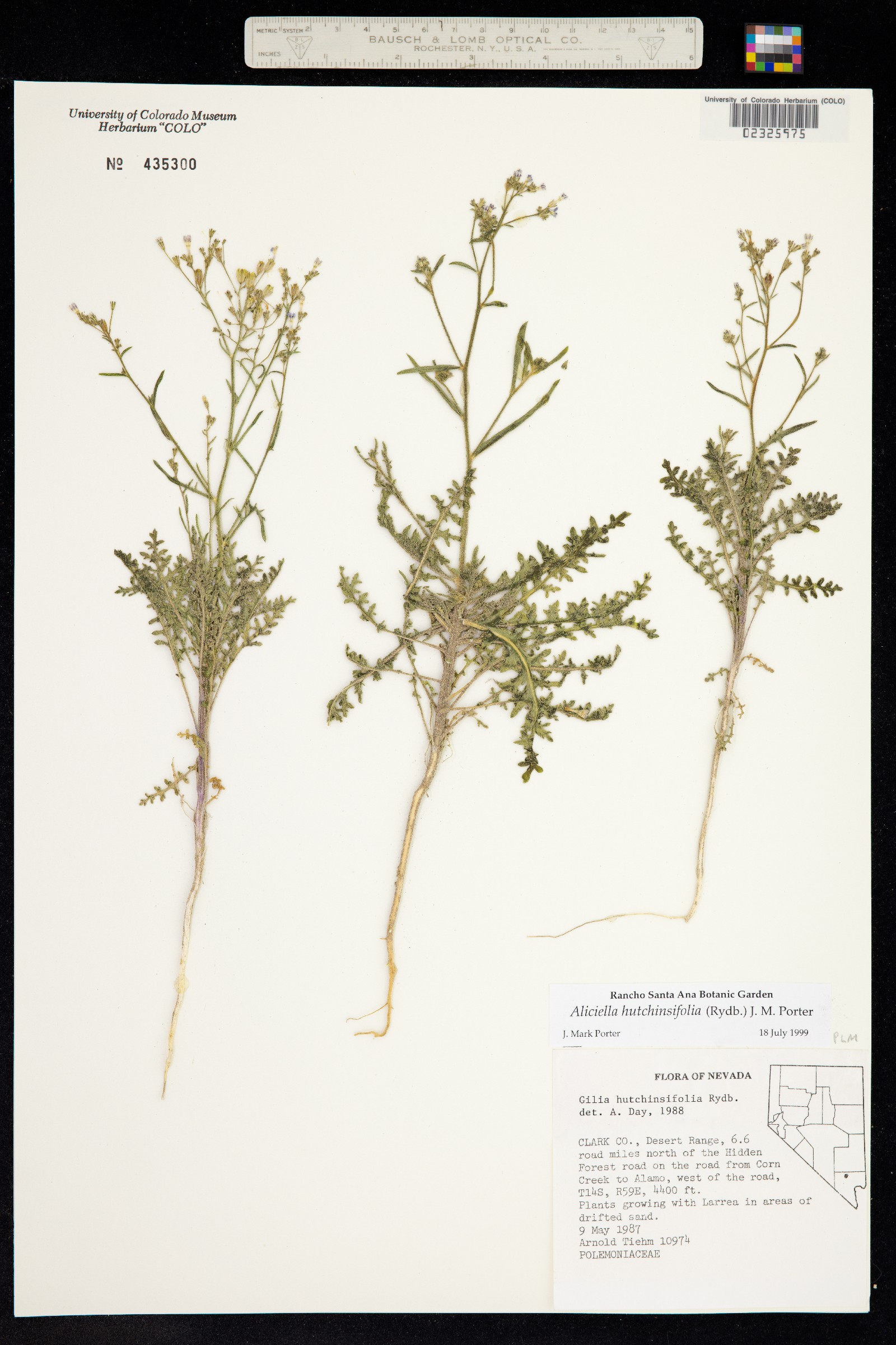 Aliciella hutchinsifolia image