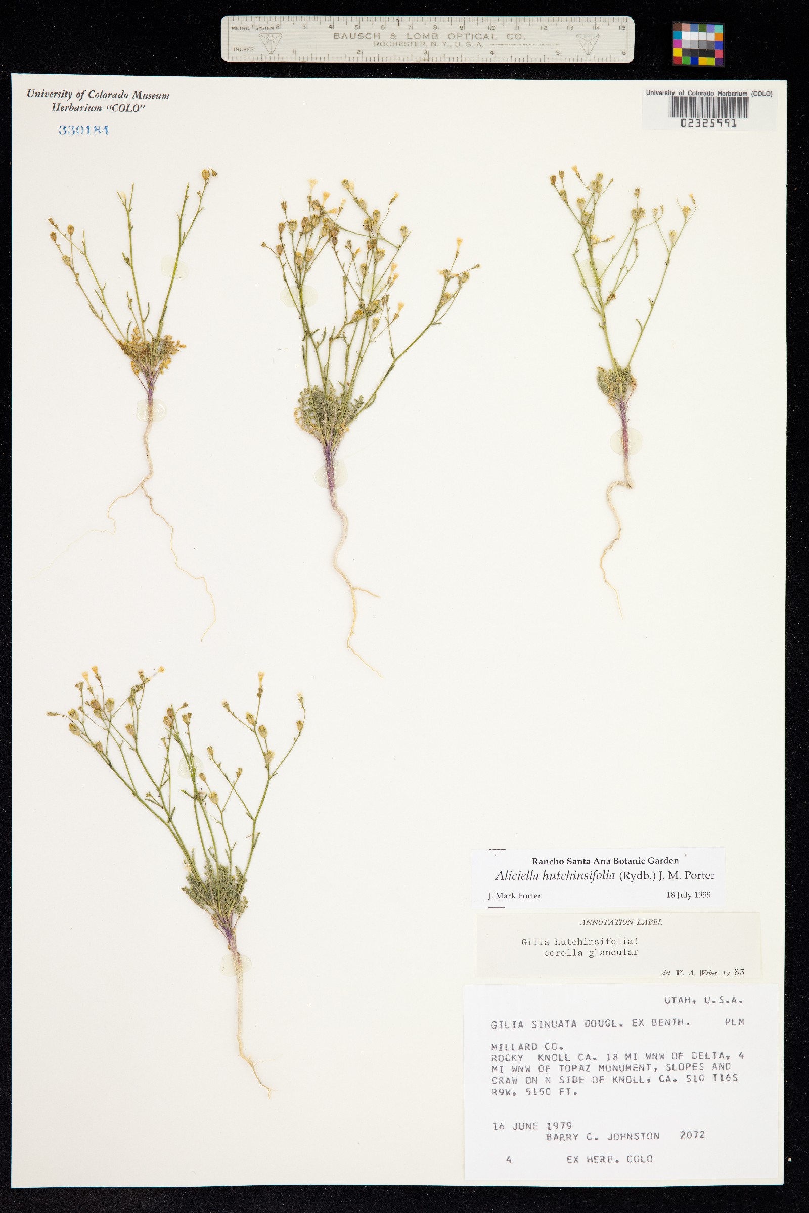 Aliciella hutchinsifolia image