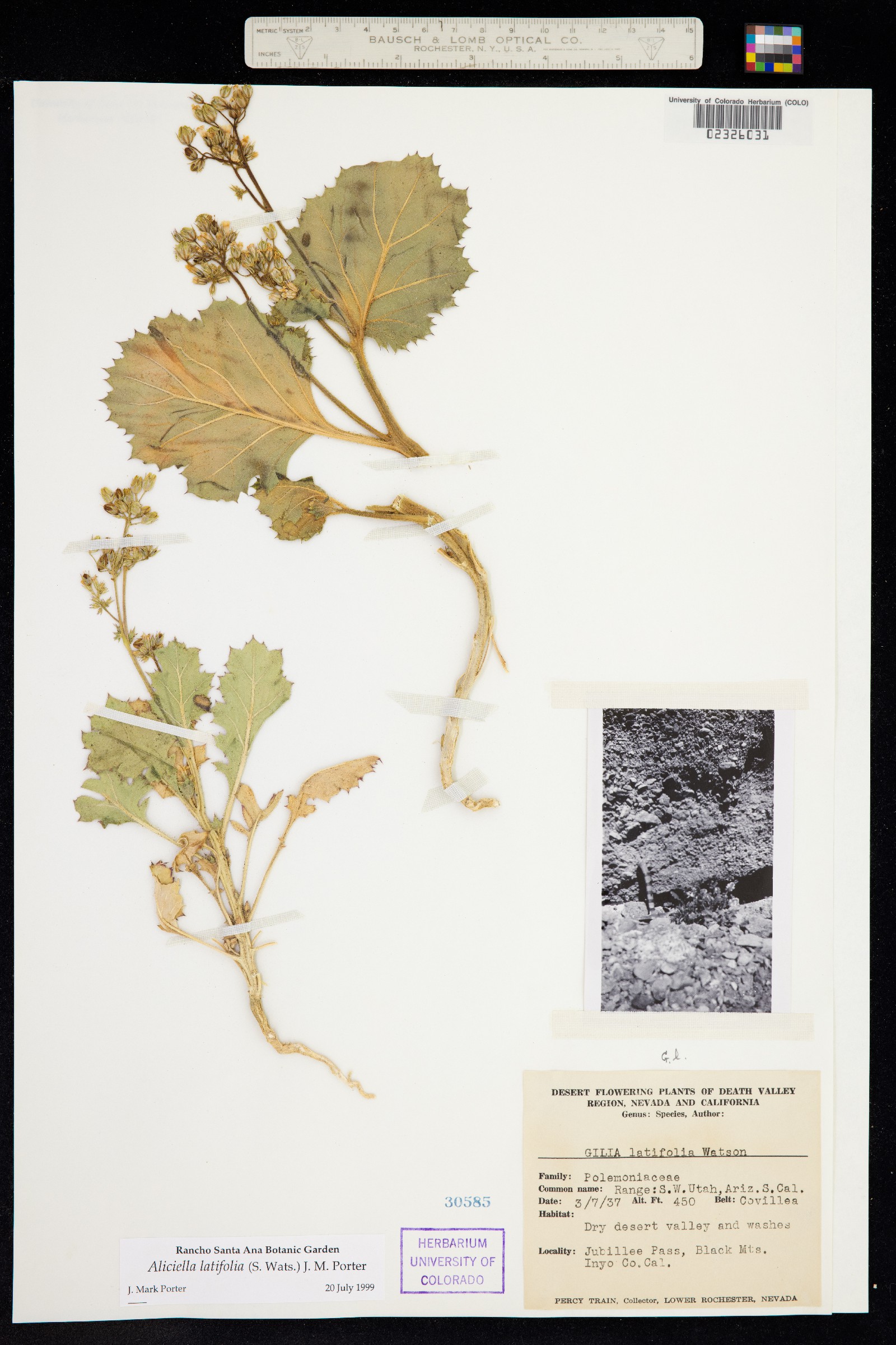 Aliciella latifolia image