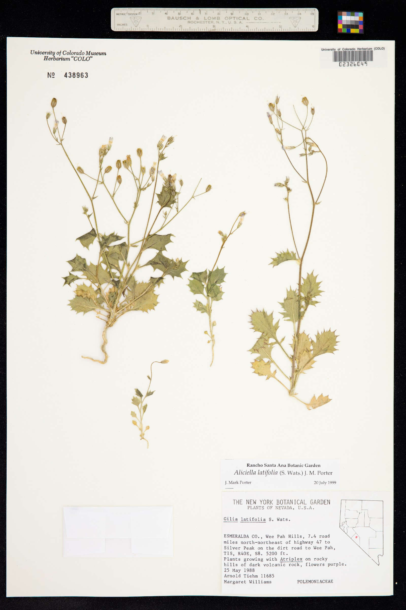 Aliciella latifolia image