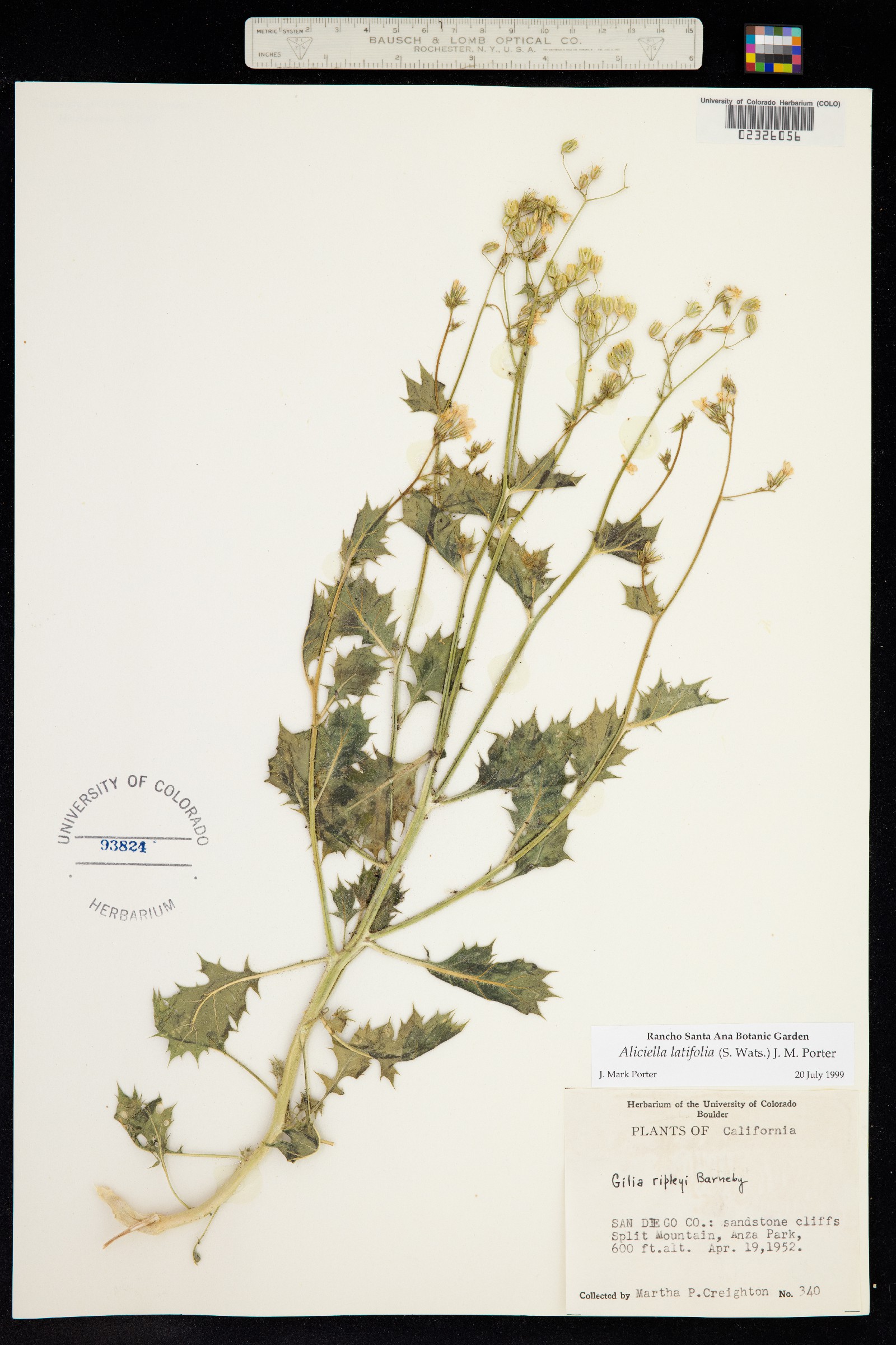 Aliciella latifolia image