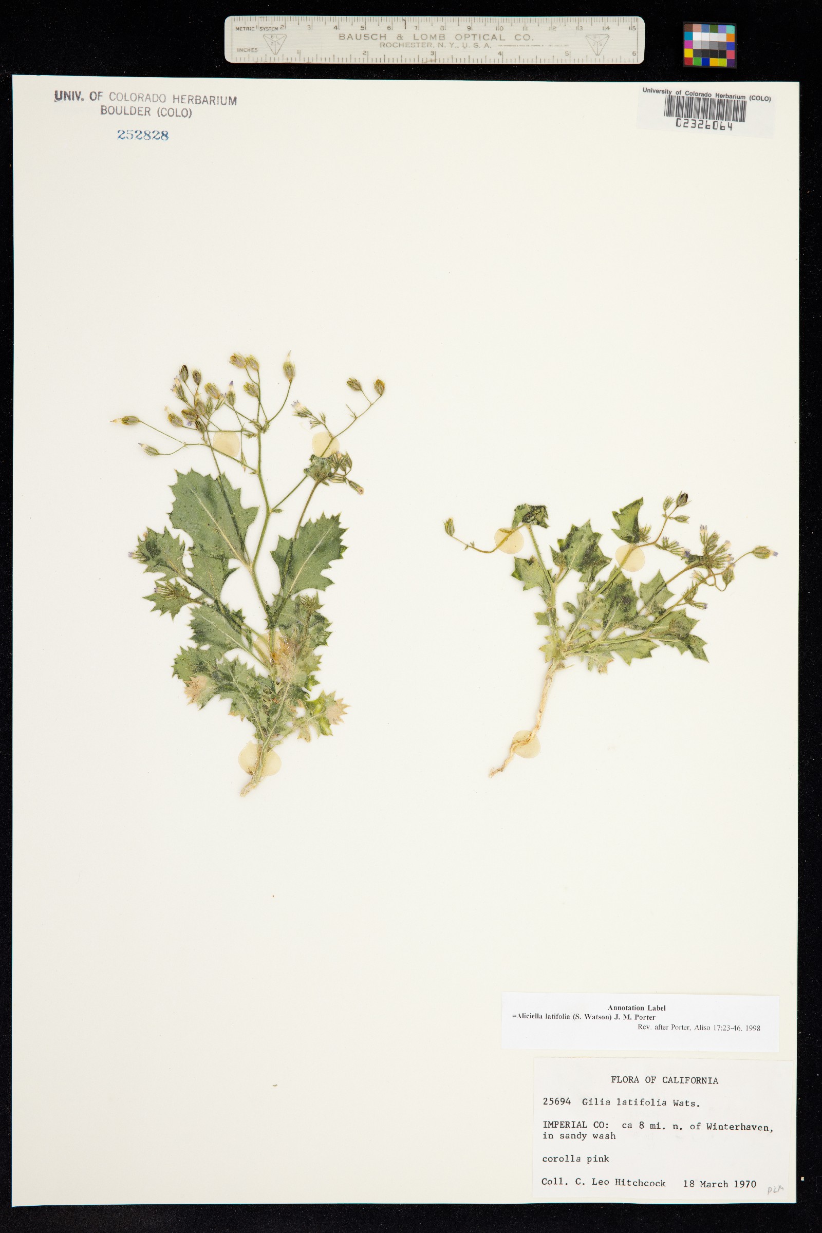 Aliciella latifolia image